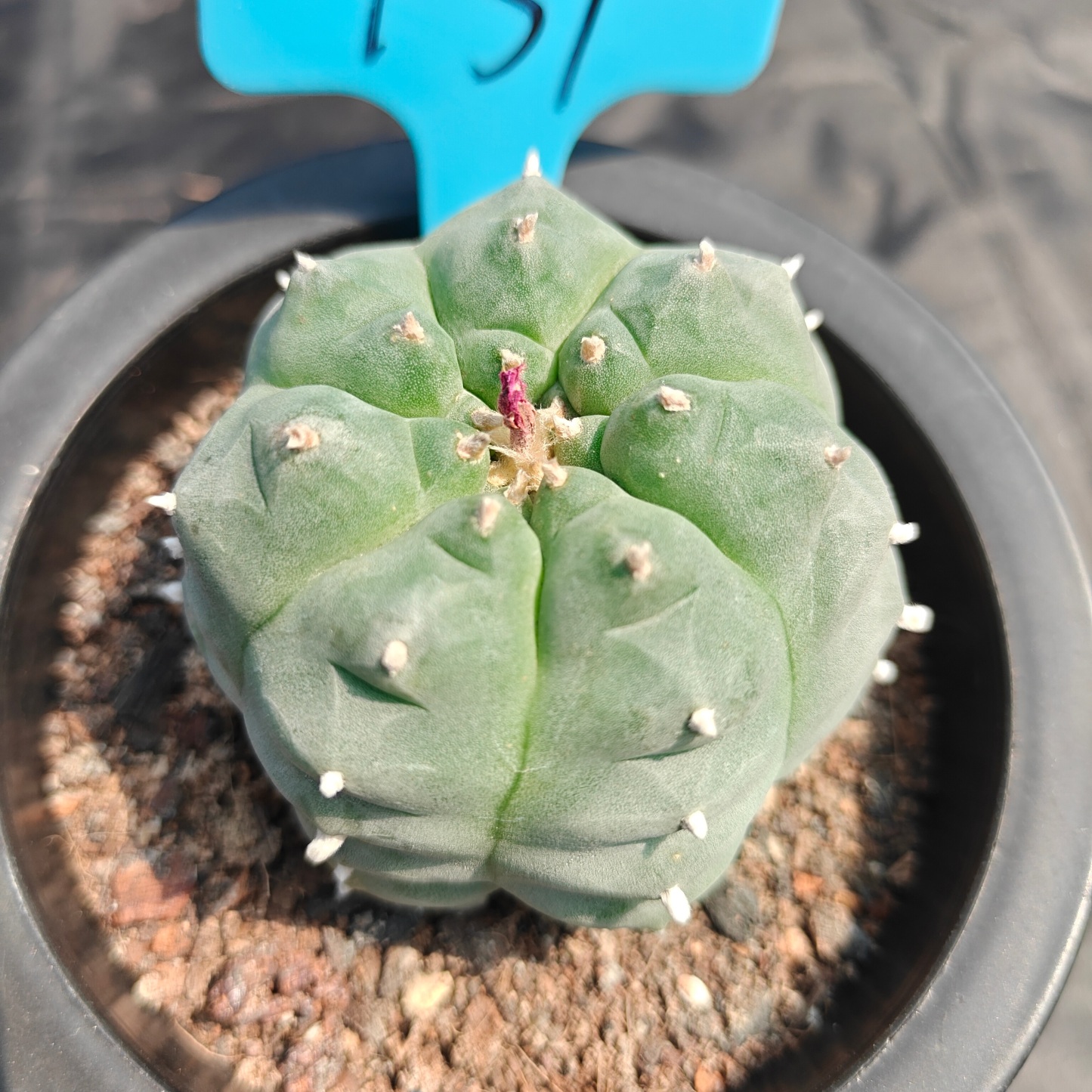 7cm（WYSIWYG）Lophophora williamsii spirochete（Japanese white）6-8 years old Number 931