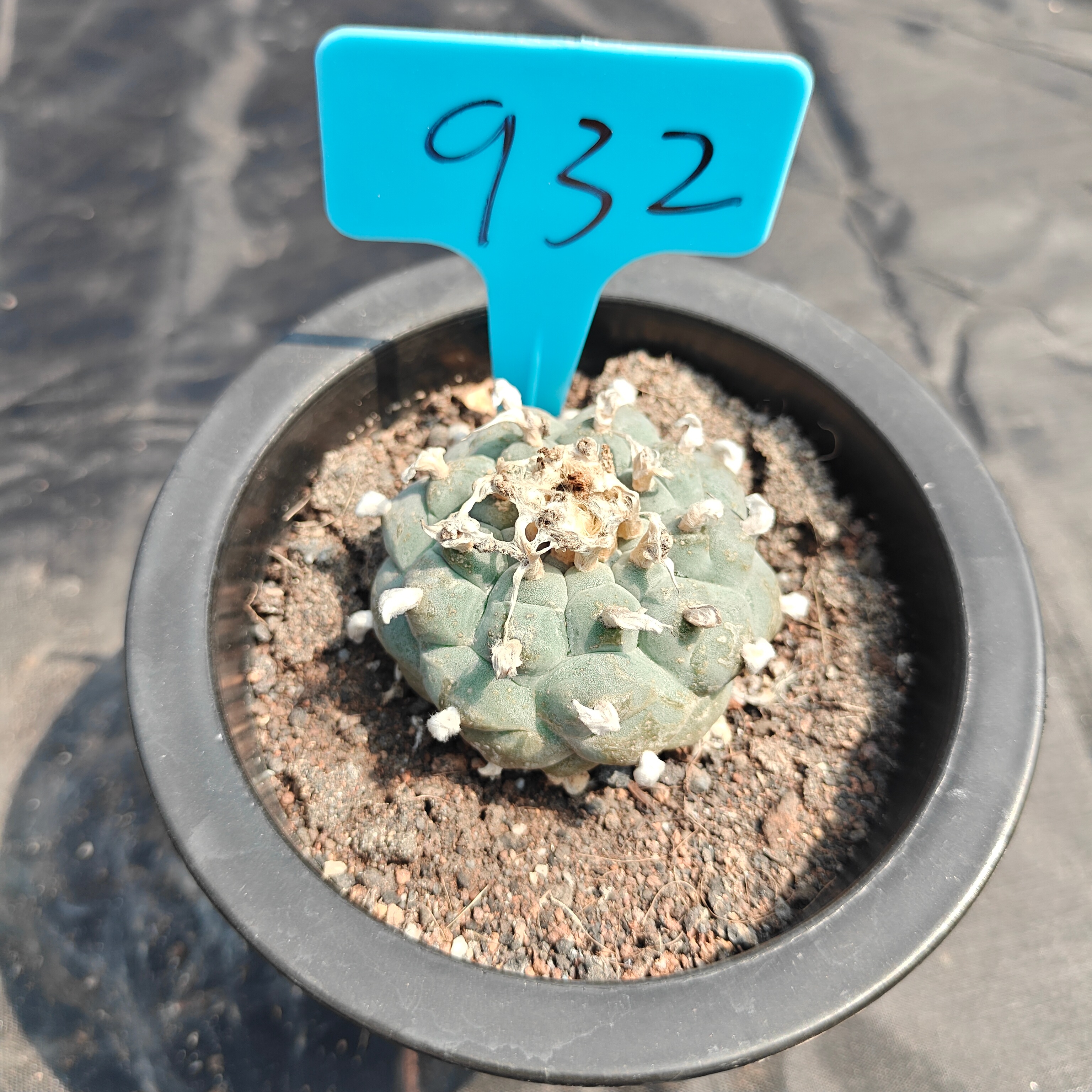 4.5cm（WYSIWYG）Lophophora williamsii spirochete（Japanese white）6-8 years old Number 932