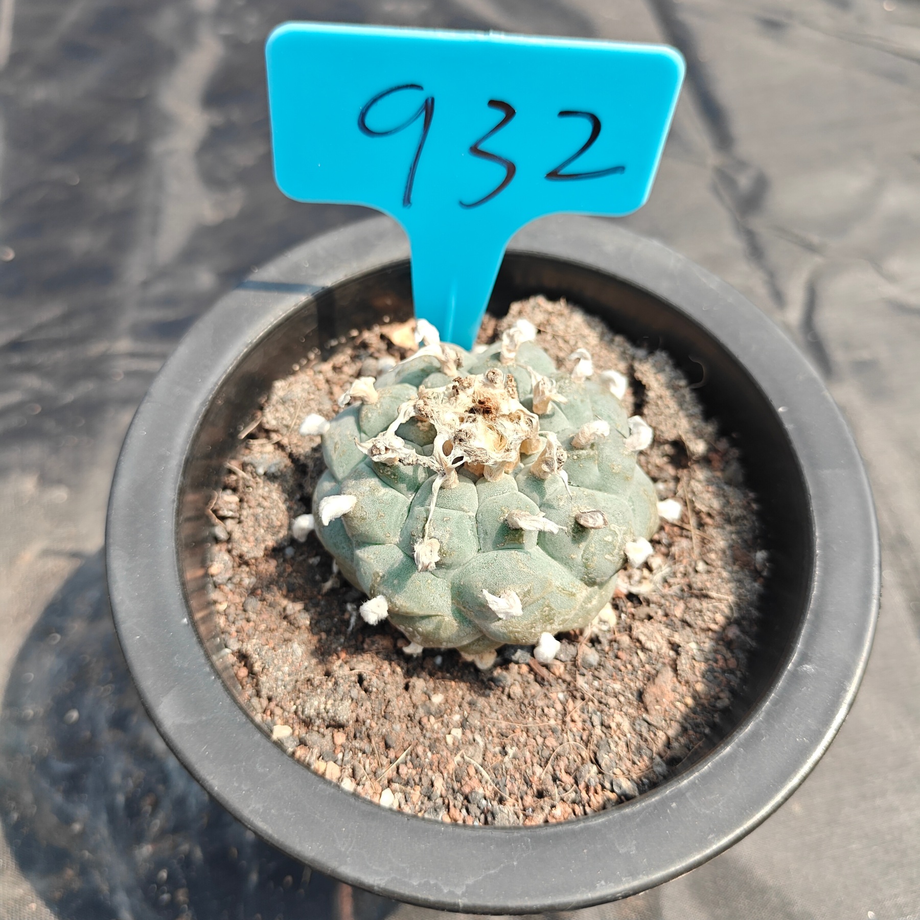 4.5cm（WYSIWYG）Lophophora williamsii spirochete（Japanese white）6-8 years old Number 932