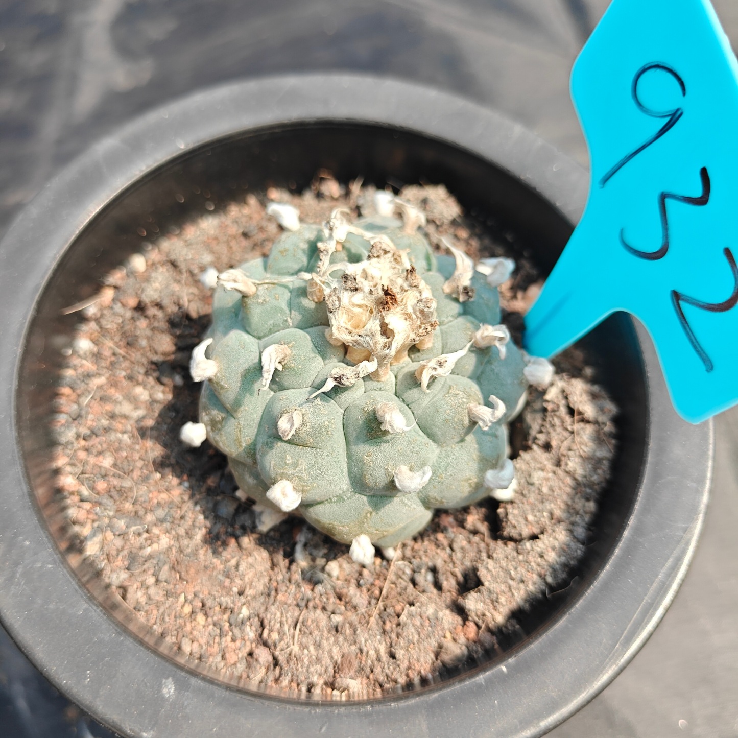 4.5cm（WYSIWYG）Lophophora williamsii spirochete（Japanese white）6-8 years old Number 932