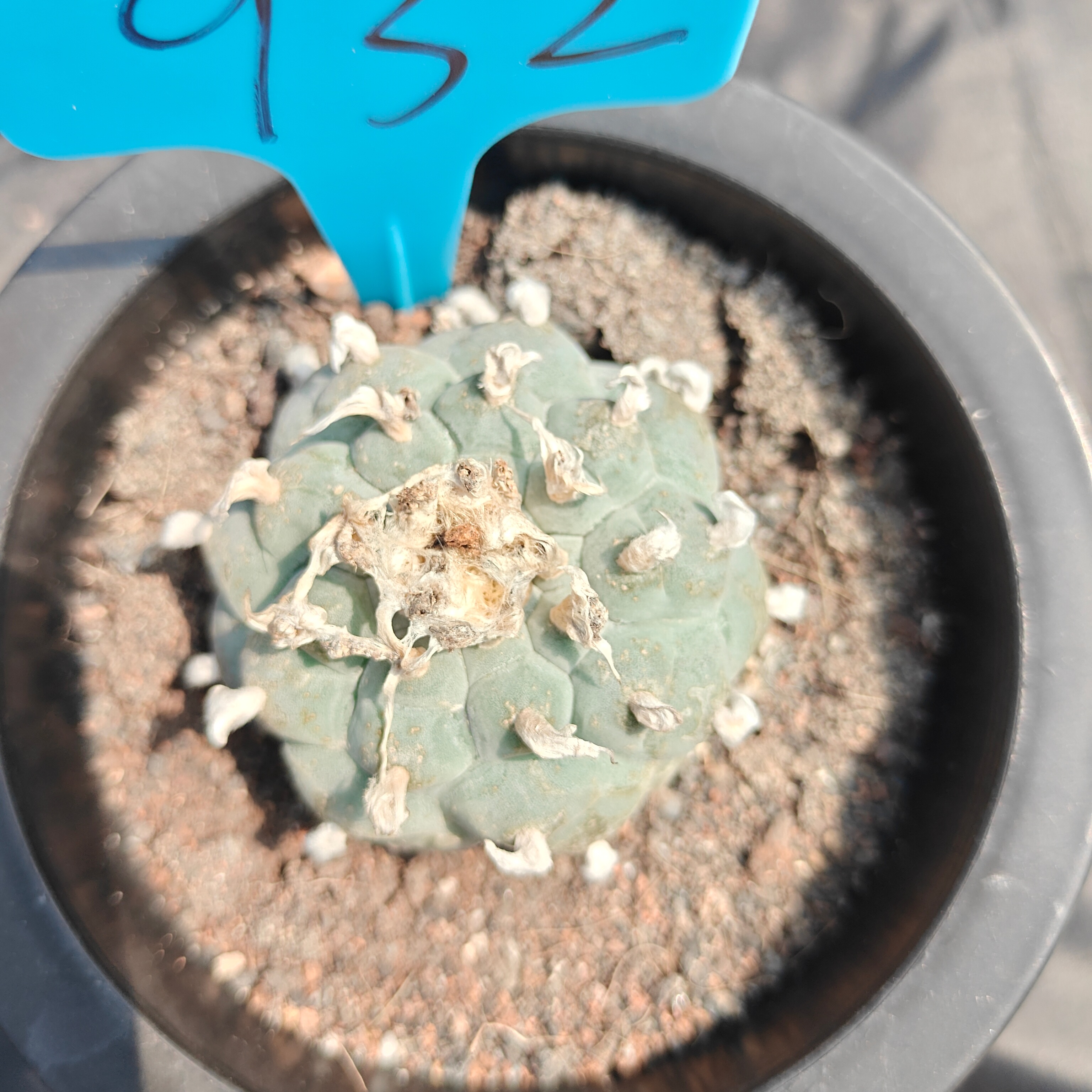 4.5cm（WYSIWYG）Lophophora williamsii spirochete（Japanese white）6-8 years old Number 932