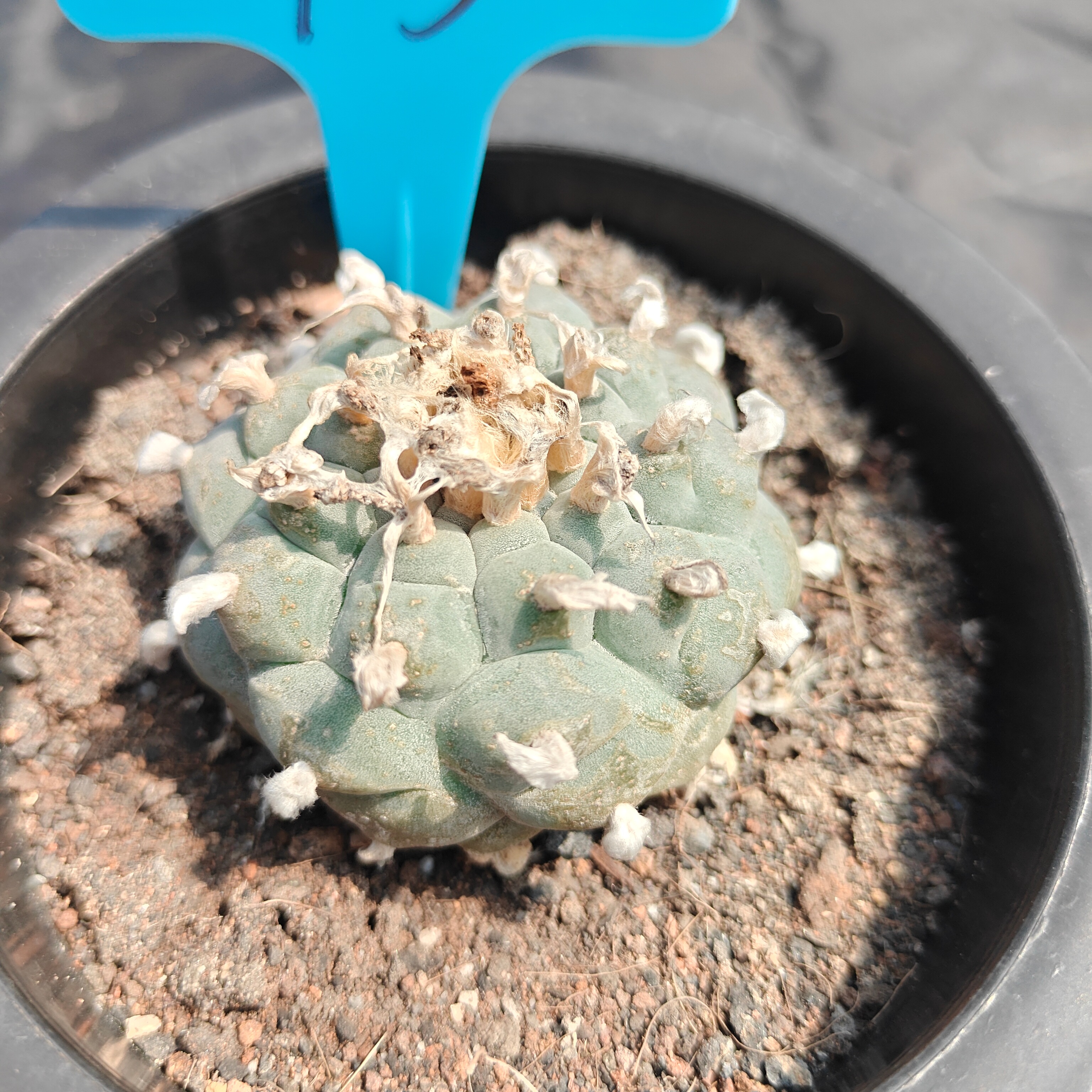 4.5cm（WYSIWYG）Lophophora williamsii spirochete（Japanese white）6-8 years old Number 932