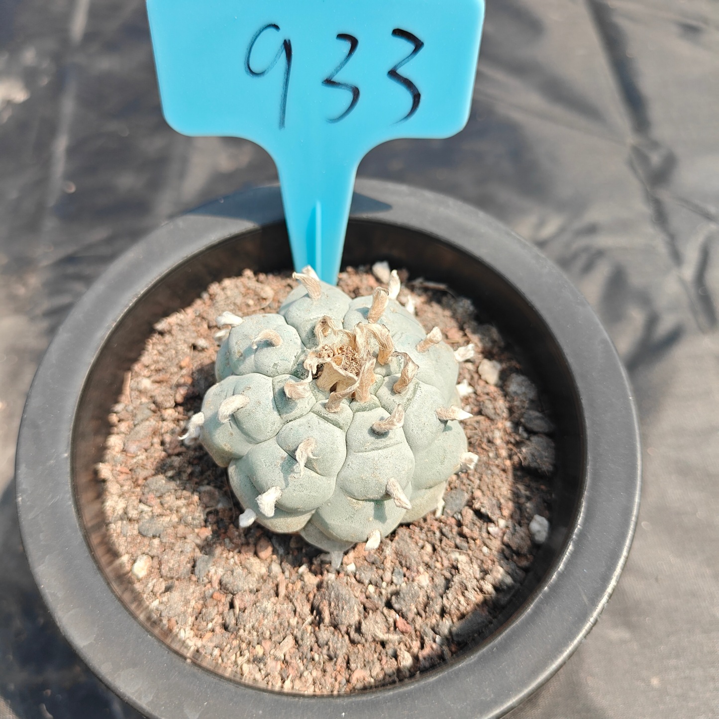 5cm（WYSIWYG）Lophophora williamsii spirochete（Japanese white）6-8 years old Number 933