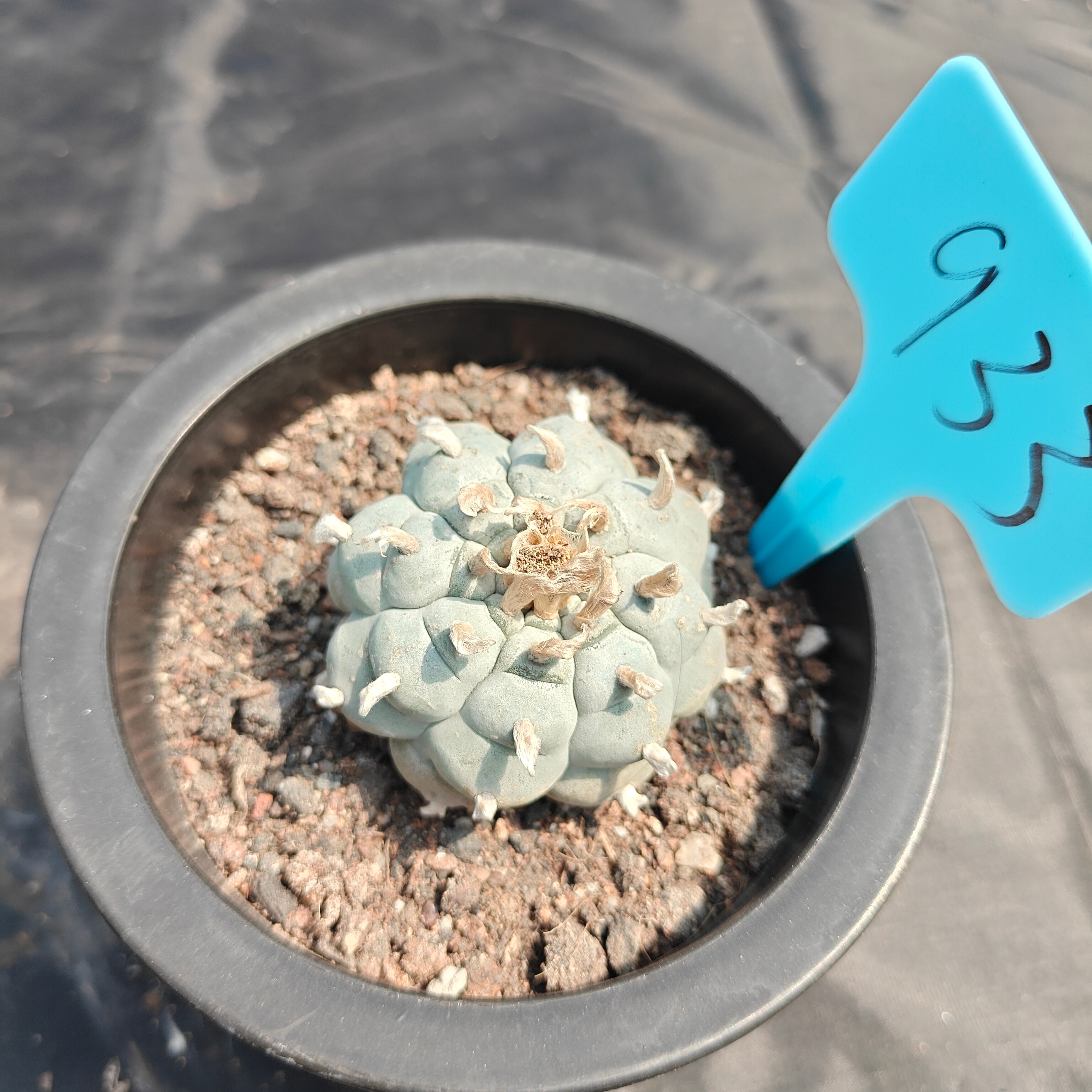 5cm（WYSIWYG）Lophophora williamsii spirochete（Japanese white）6-8 years old Number 933