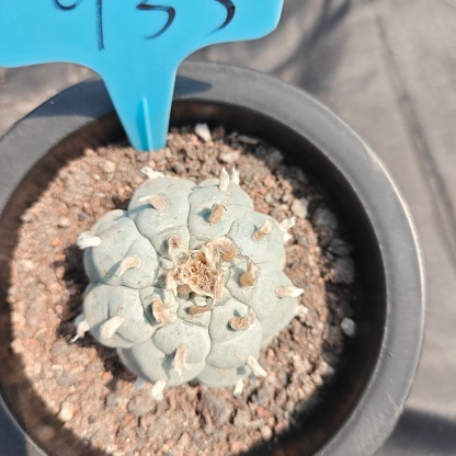 5cm（WYSIWYG）Lophophora williamsii spirochete（Japanese white）6-8 years old Number 933