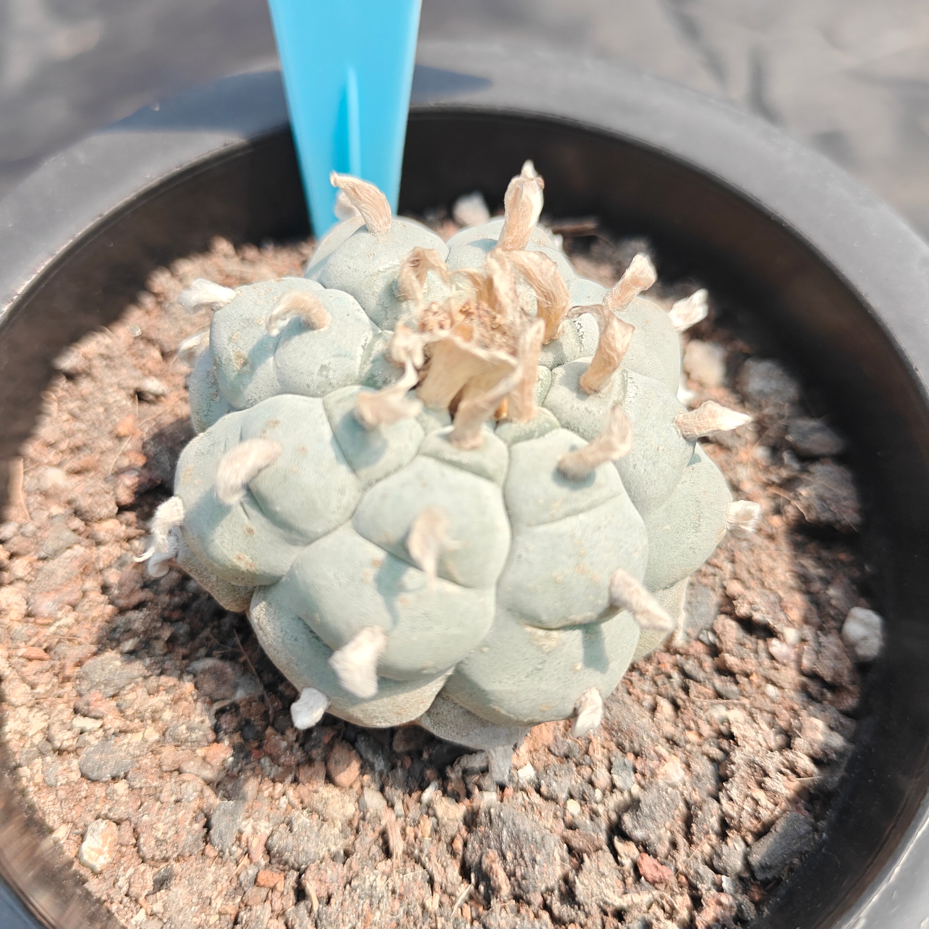 5cm（WYSIWYG）Lophophora williamsii spirochete（Japanese white）6-8 years old Number 933