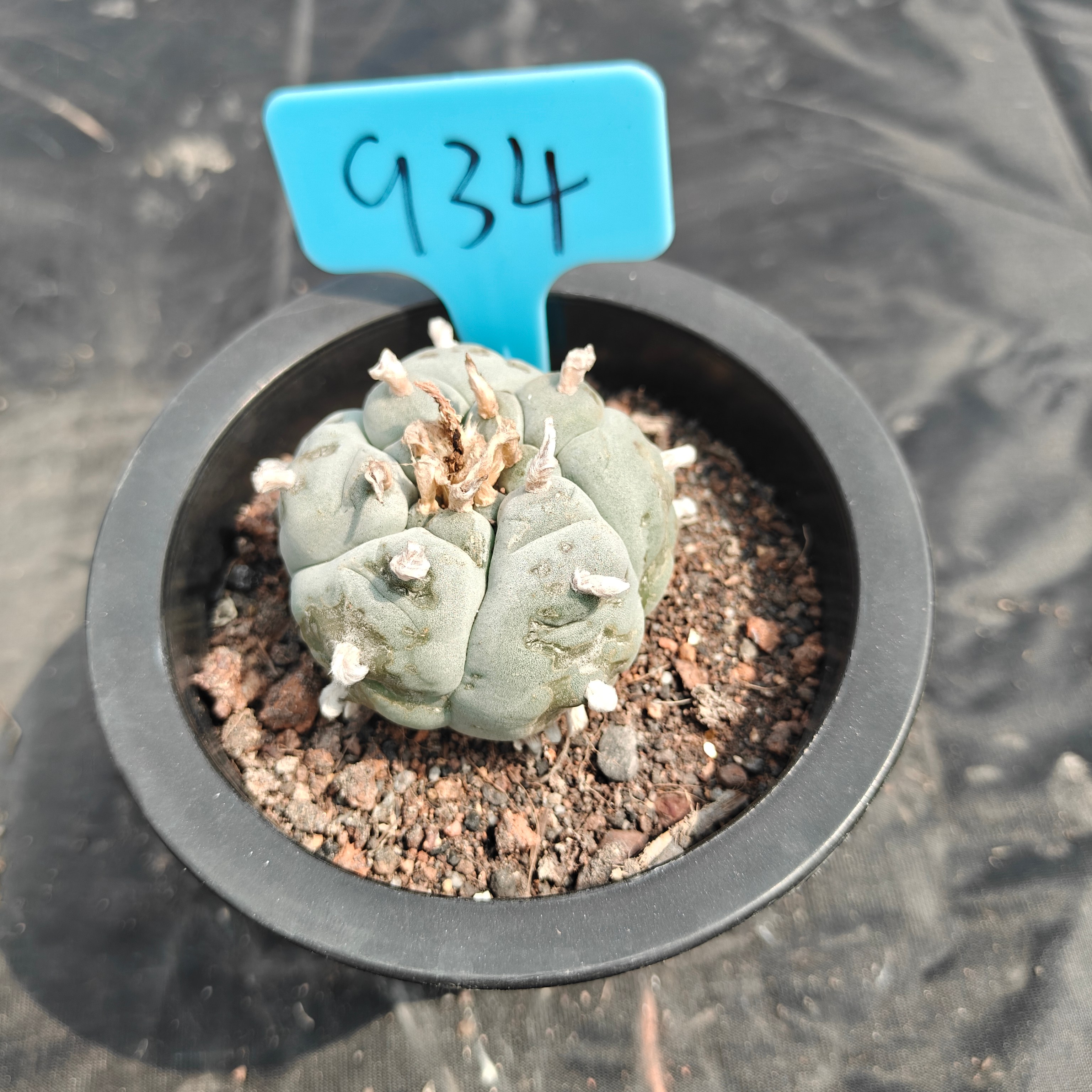 5cm（WYSIWYG）Lophophora williamsii spirochete（Japanese white）6-8 years old Number 934