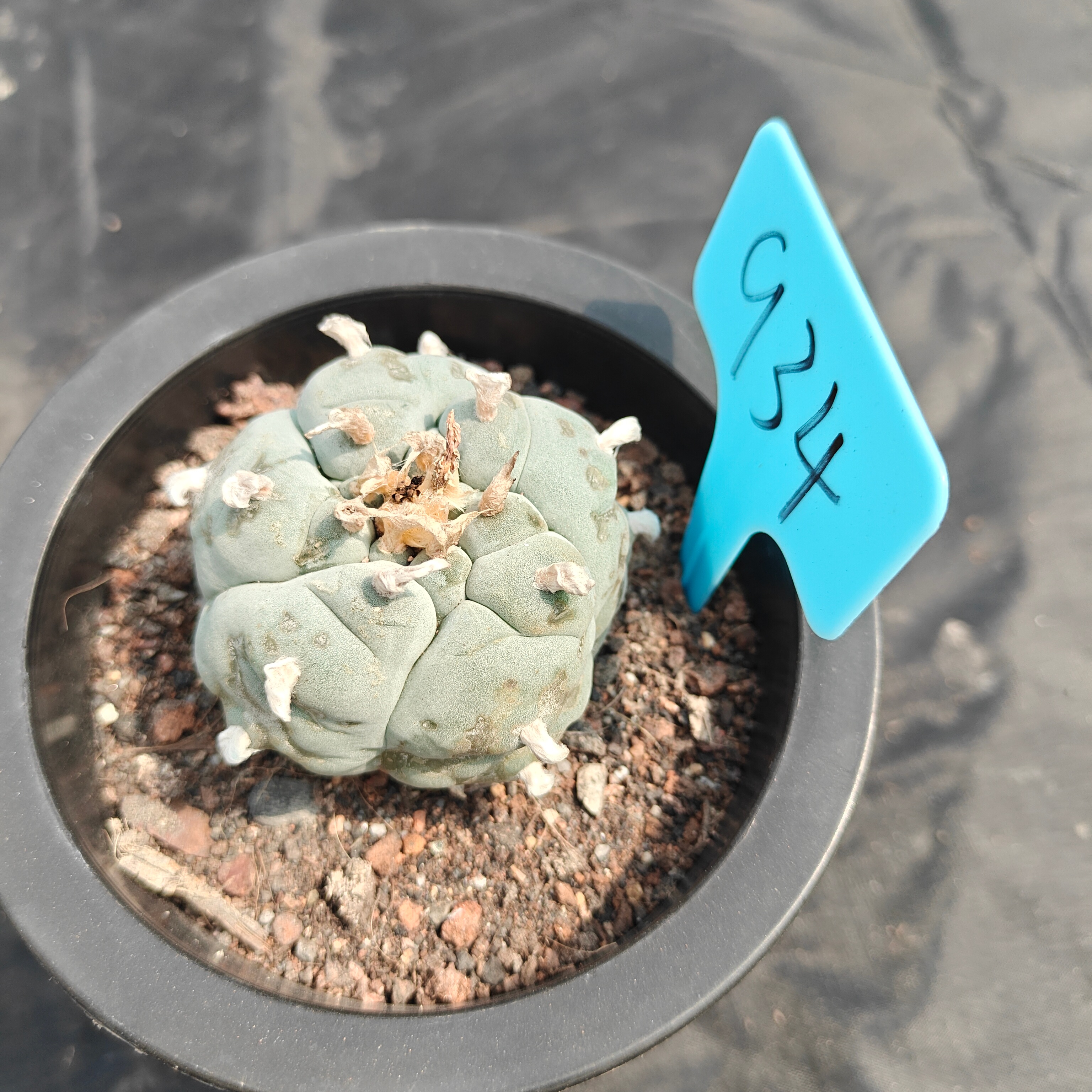 5cm（WYSIWYG）Lophophora williamsii spirochete（Japanese white）6-8 years old Number 934