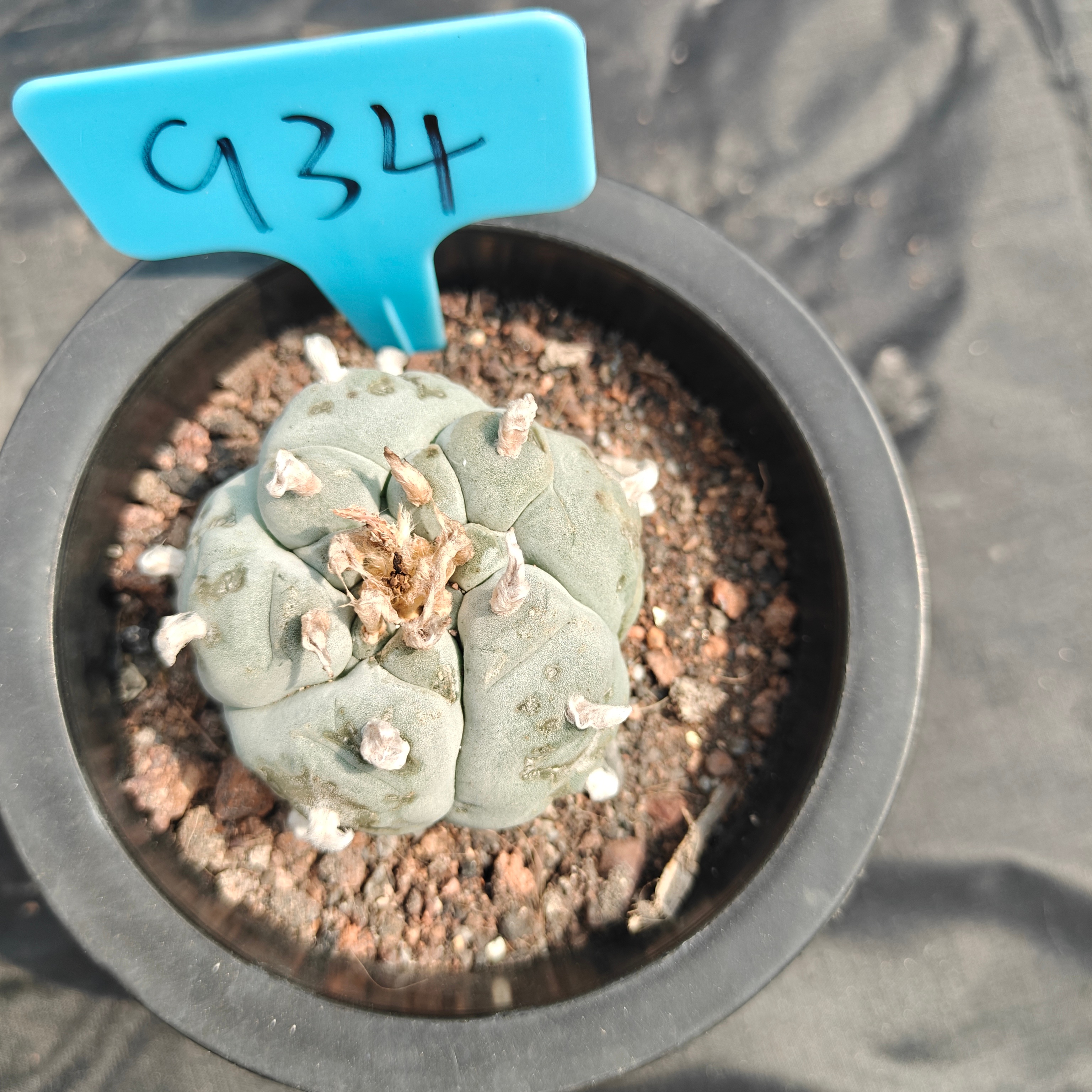 5cm（WYSIWYG）Lophophora williamsii spirochete（Japanese white）6-8 years old Number 934