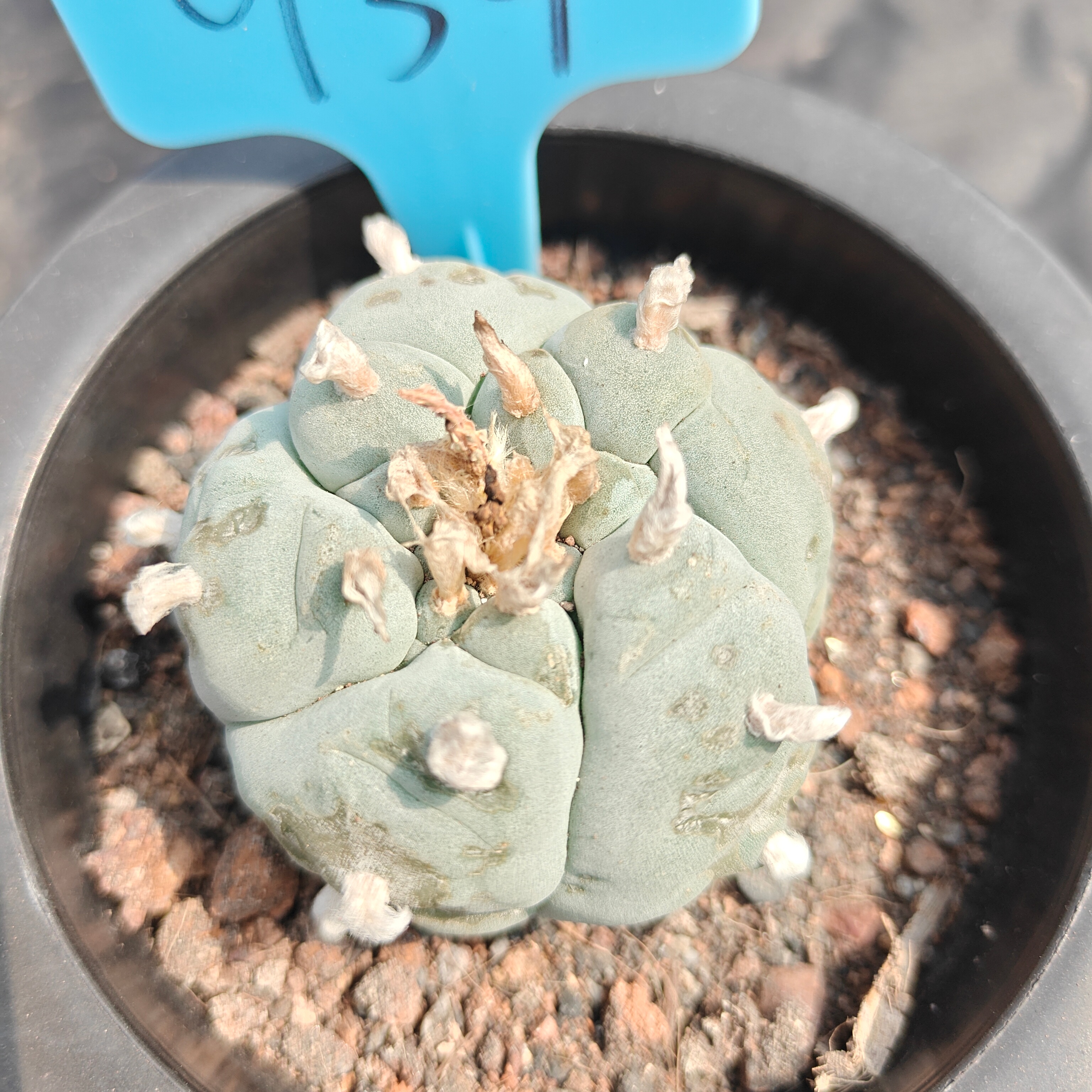 5cm（WYSIWYG）Lophophora williamsii spirochete（Japanese white）6-8 years old Number 934