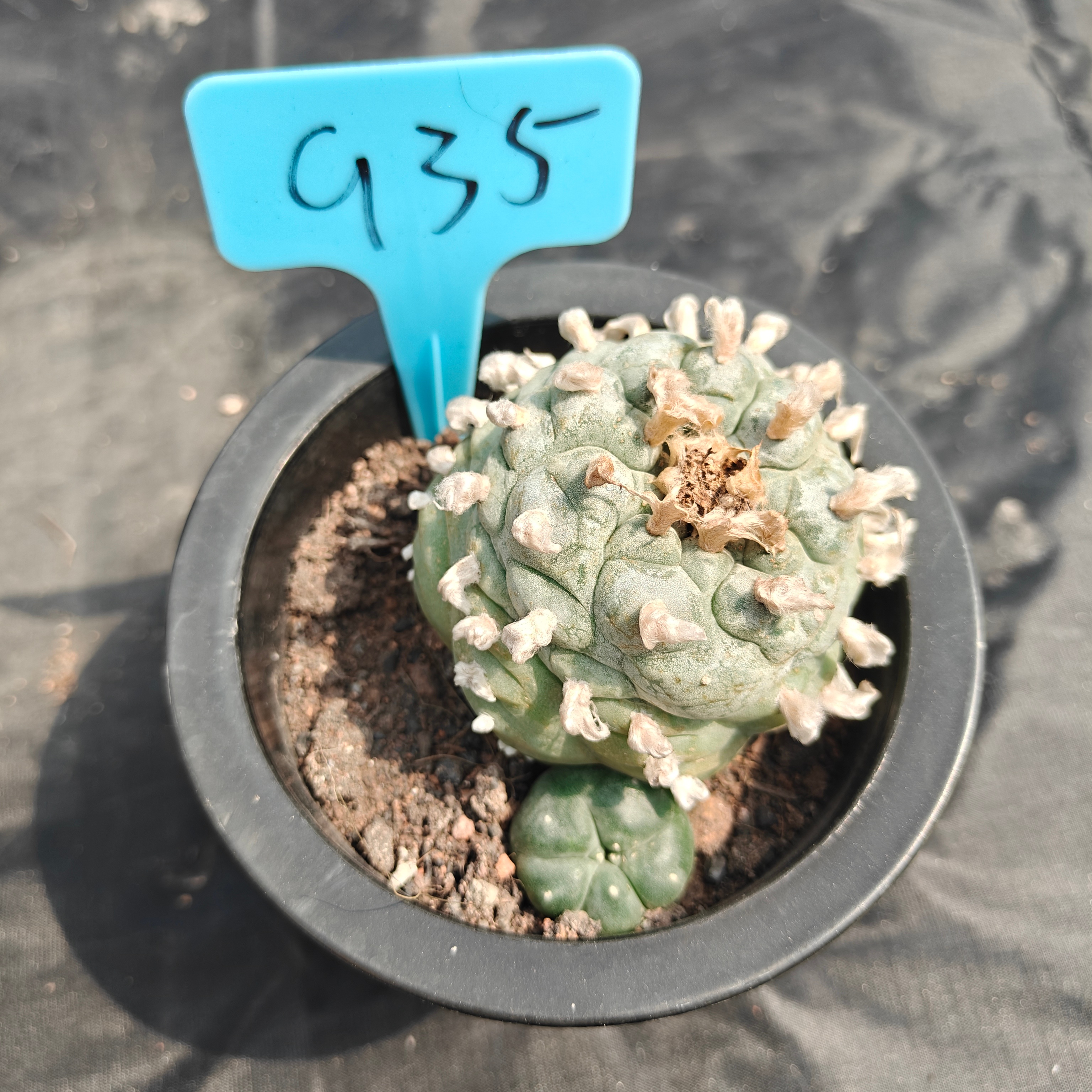 6cm（WYSIWYG）Lophophora williamsii spirochete（Japanese white）6-8 years old Number 935