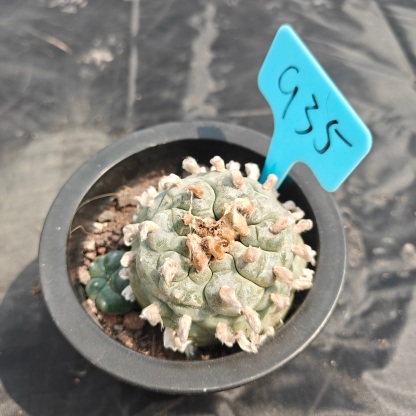 6cm（WYSIWYG）Lophophora williamsii spirochete（Japanese white）6-8 years old Number 935