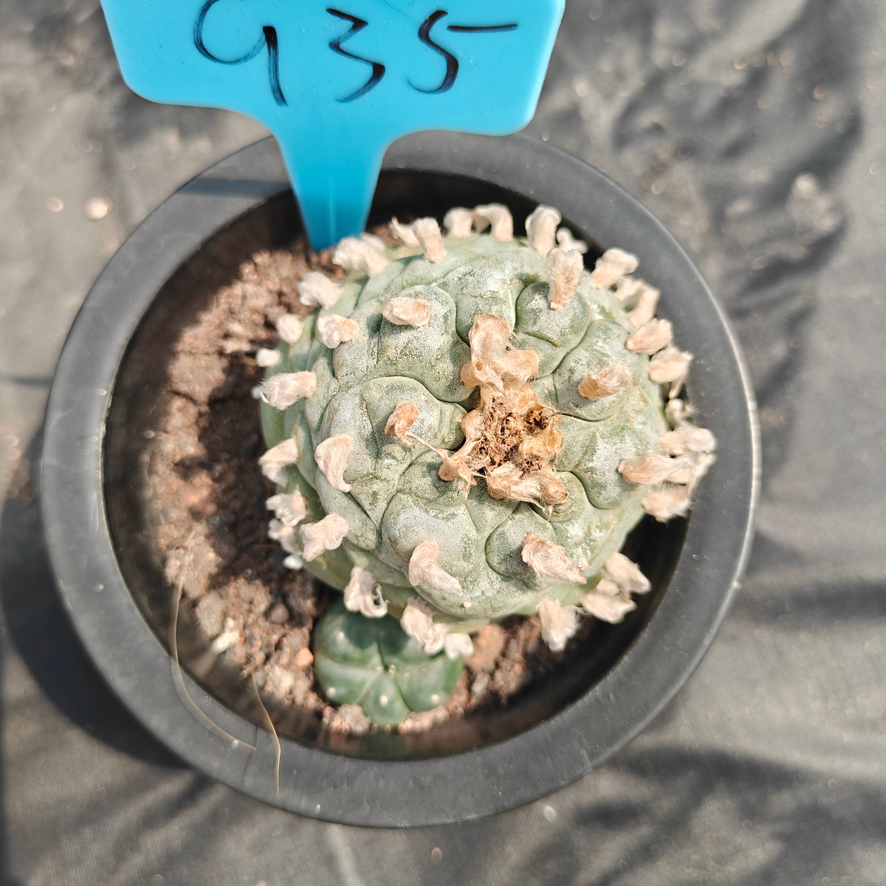 6cm（WYSIWYG）Lophophora williamsii spirochete（Japanese white）6-8 years old Number 935