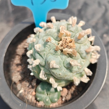 6cm（WYSIWYG）Lophophora williamsii spirochete（Japanese white）6-8 years old Number 935