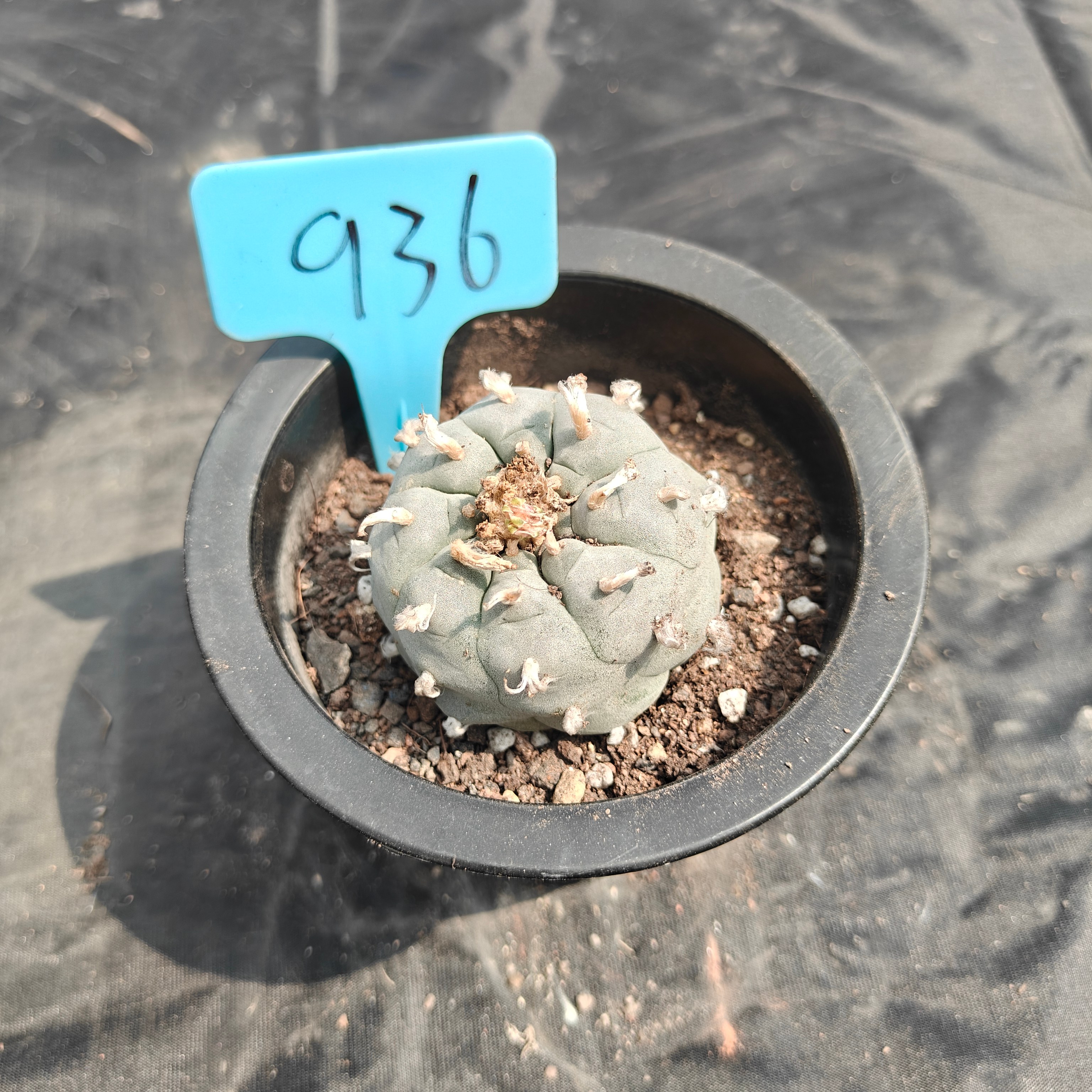 5cm（WYSIWYG）Lophophora williamsii spirochete（Japanese white）6-8 years old Number 936