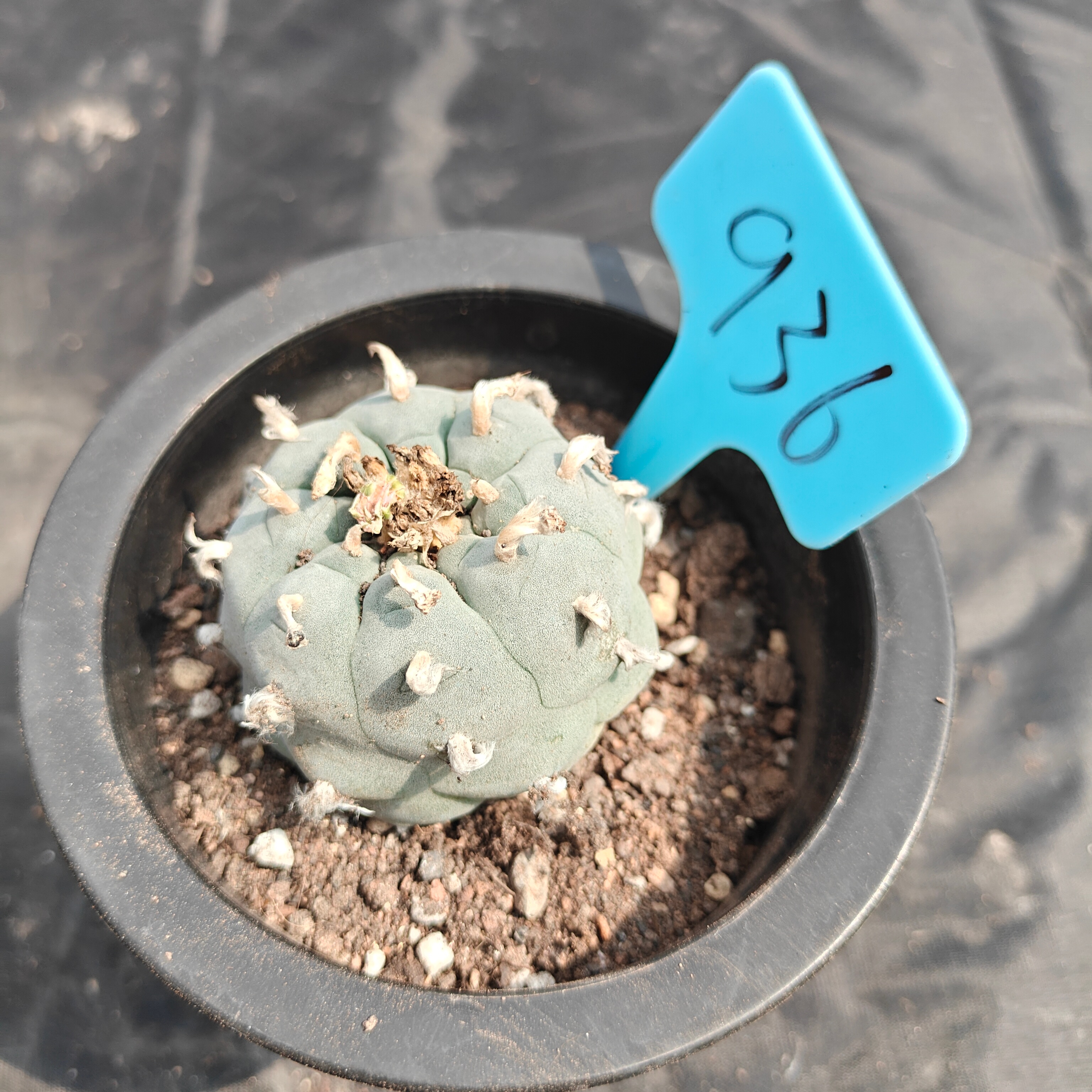 5cm（WYSIWYG）Lophophora williamsii spirochete（Japanese white）6-8 years old Number 936