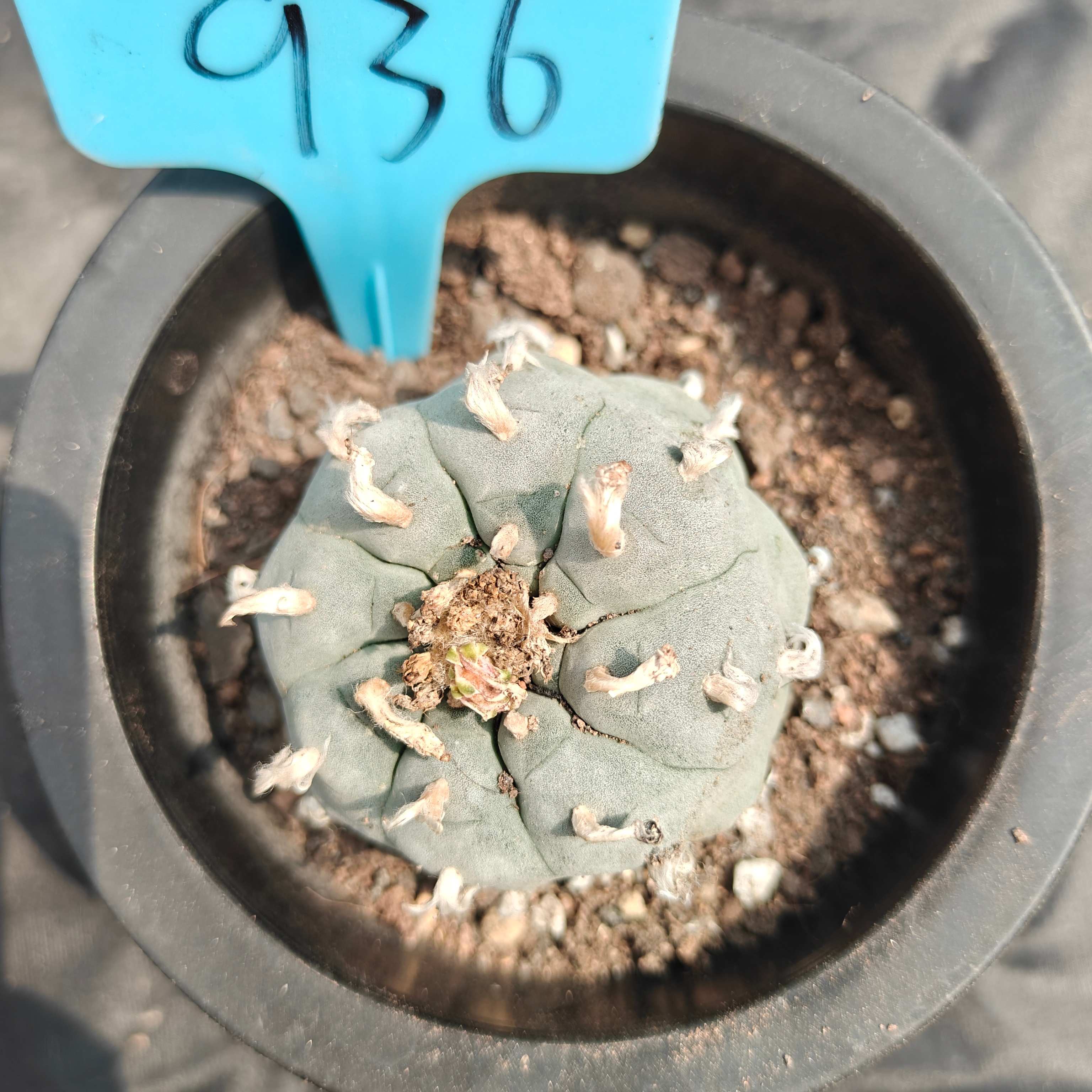 5cm（WYSIWYG）Lophophora williamsii spirochete（Japanese white）6-8 years old Number 936