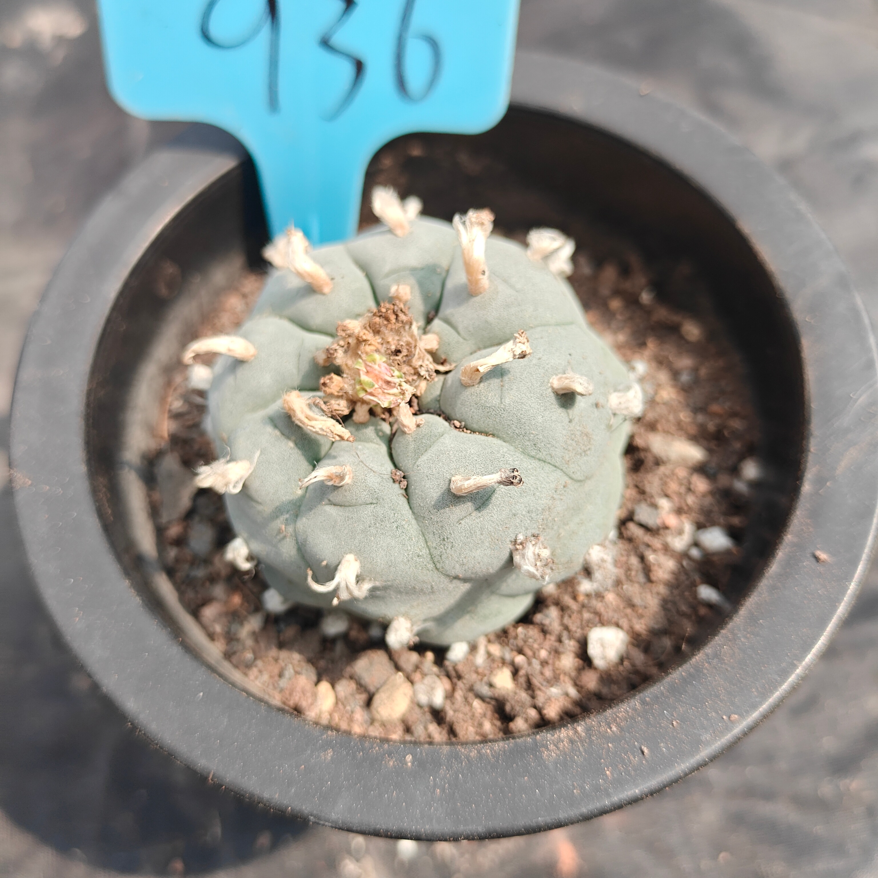 5cm（WYSIWYG）Lophophora williamsii spirochete（Japanese white）6-8 years old Number 936