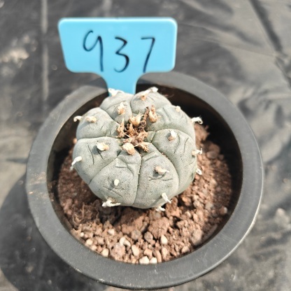 5cm（WYSIWYG）Lophophora williamsii spirochete（Japanese white）6-8 years old Number 937