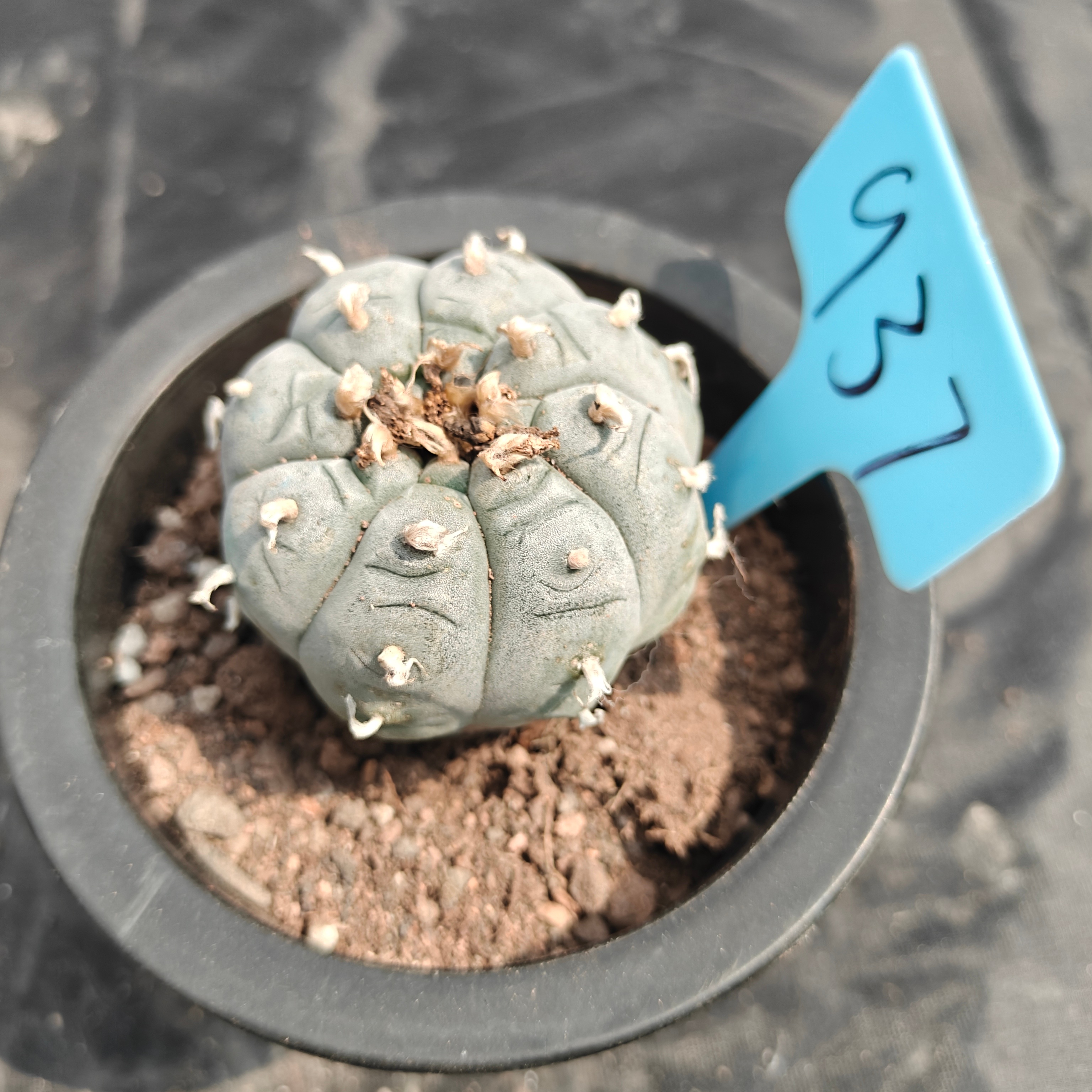 5cm（WYSIWYG）Lophophora williamsii spirochete（Japanese white）6-8 years old Number 937