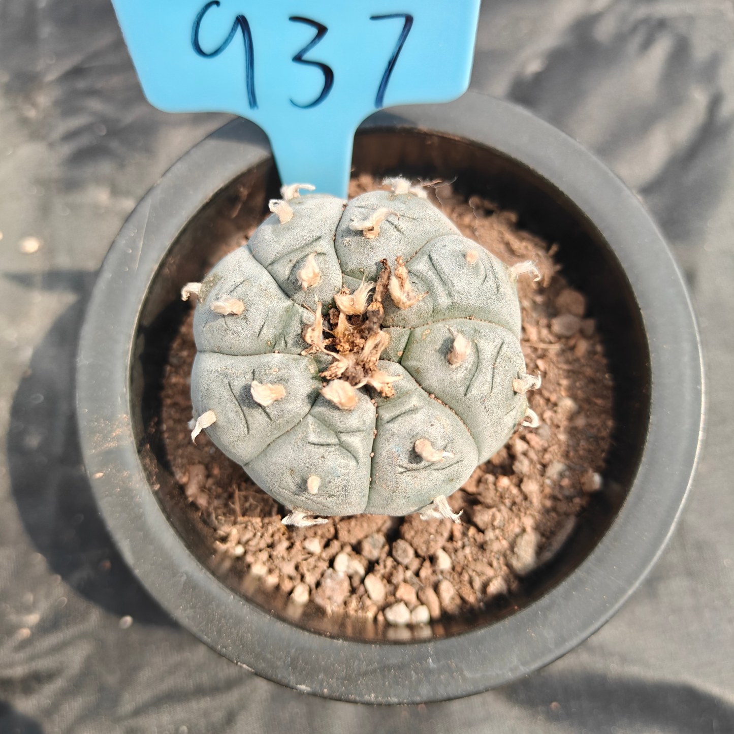 5cm（WYSIWYG）Lophophora williamsii spirochete（Japanese white）6-8 years old Number 937