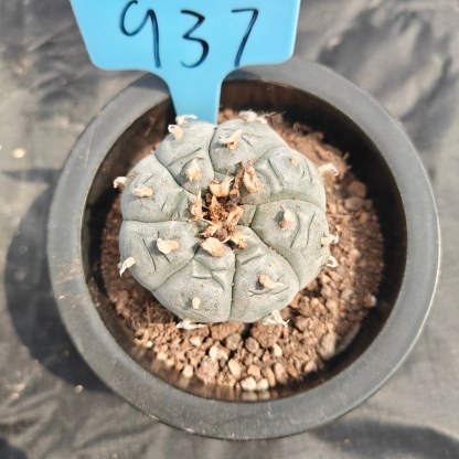 5cm（WYSIWYG）Lophophora williamsii spirochete（Japanese white）6-8 years old Number 937
