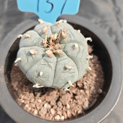 5cm（WYSIWYG）Lophophora williamsii spirochete（Japanese white）6-8 years old Number 937