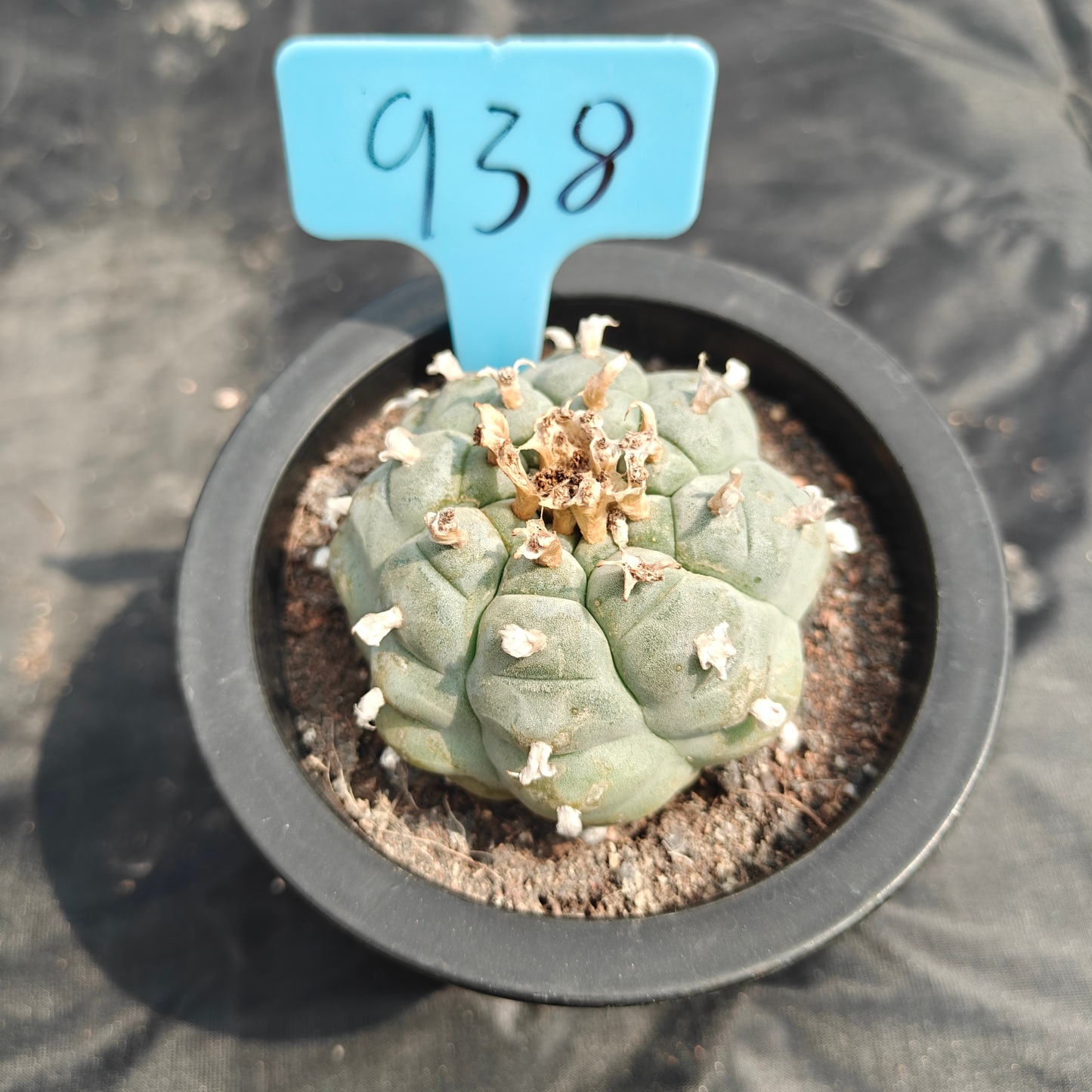 6cm（WYSIWYG）Lophophora williamsii spirochete（Japanese white）6-8 years old Number 938