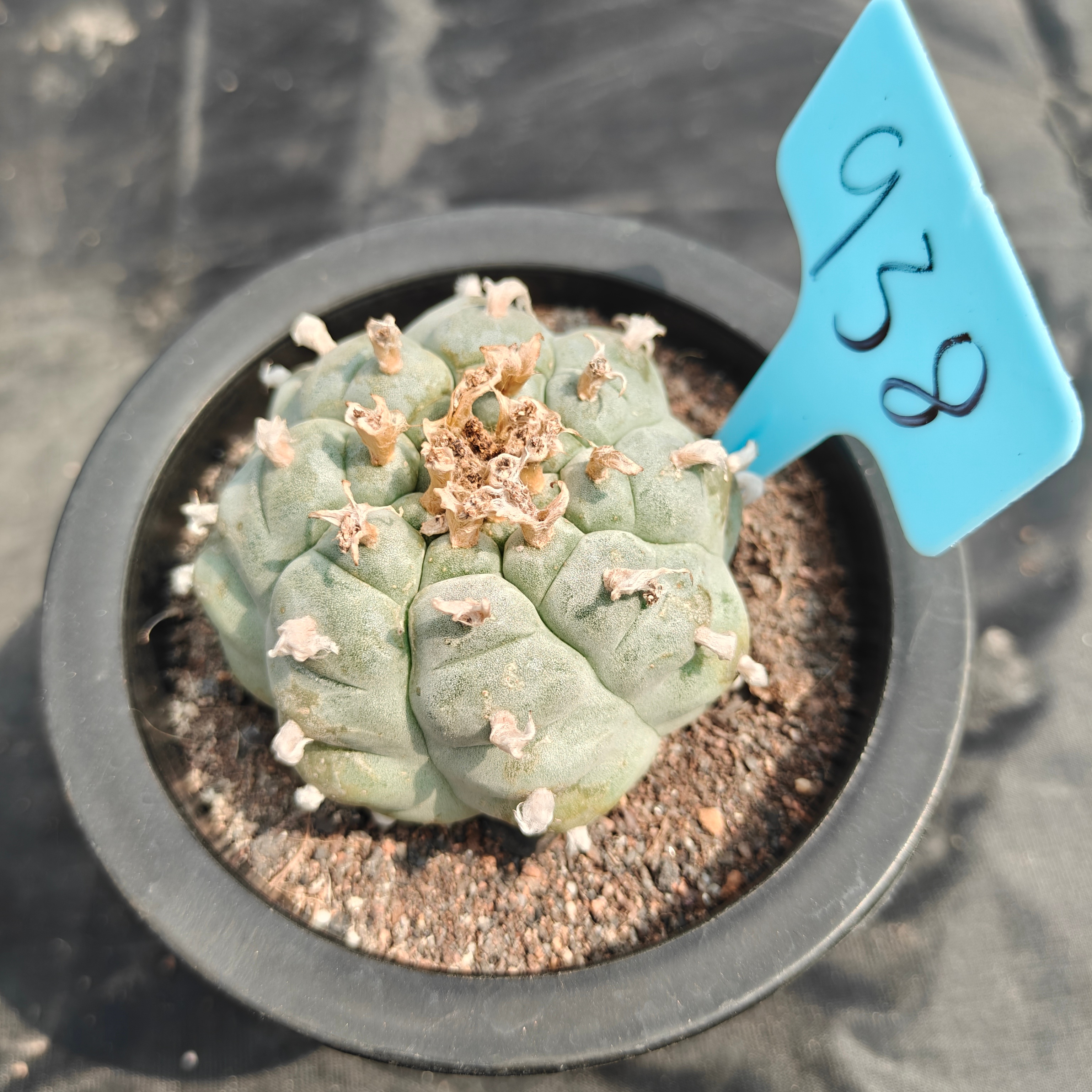 6cm（WYSIWYG）Lophophora williamsii spirochete（Japanese white）6-8 years old Number 938