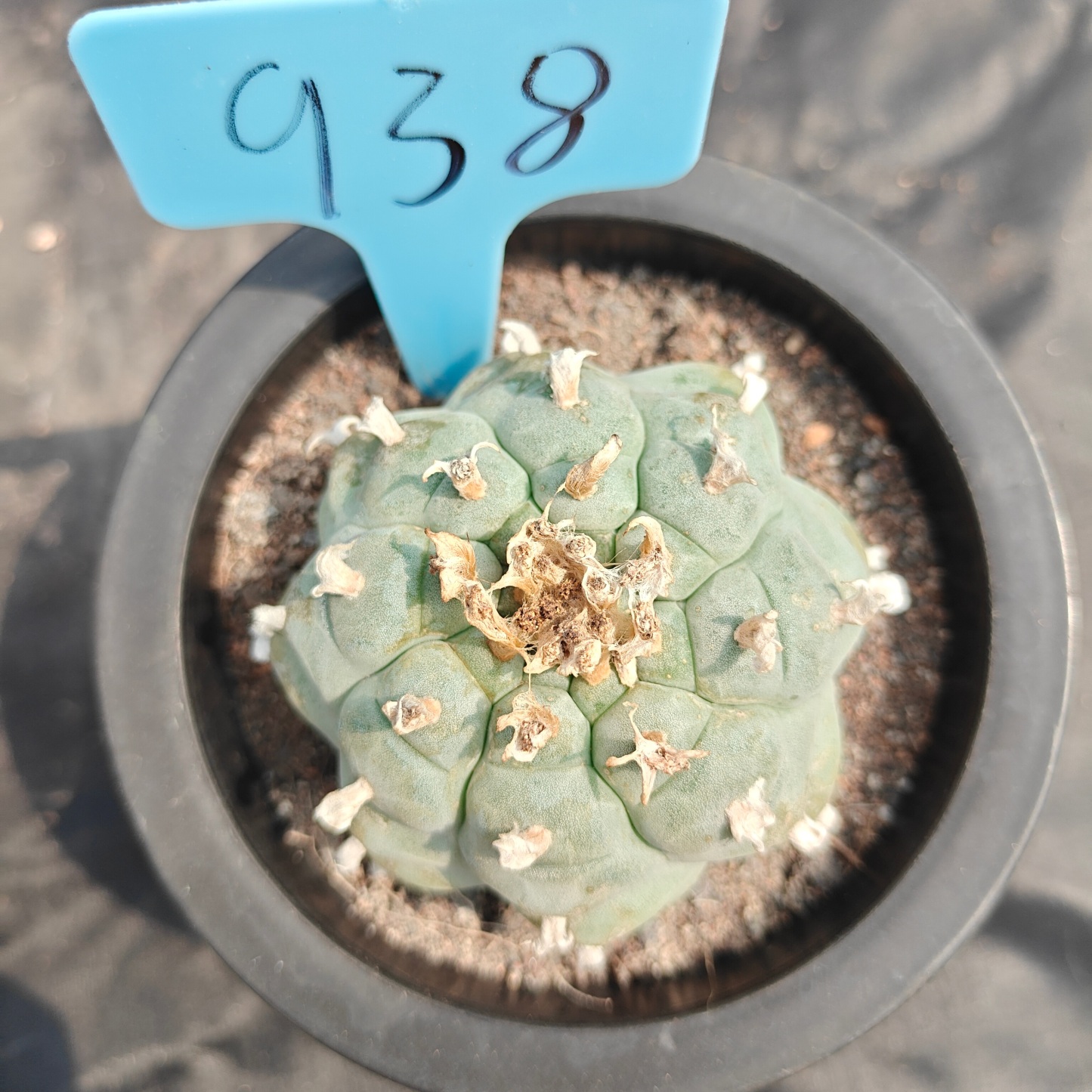 6cm（WYSIWYG）Lophophora williamsii spirochete（Japanese white）6-8 years old Number 938