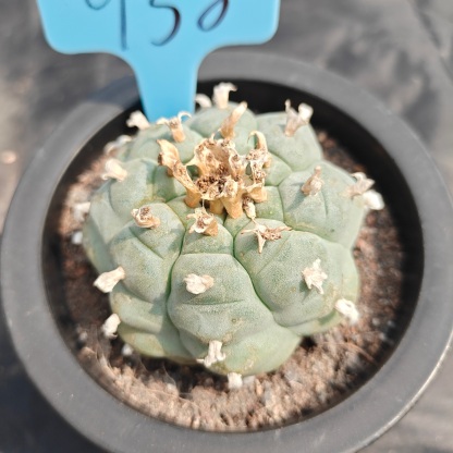 6cm（WYSIWYG）Lophophora williamsii spirochete（Japanese white）6-8 years old Number 938