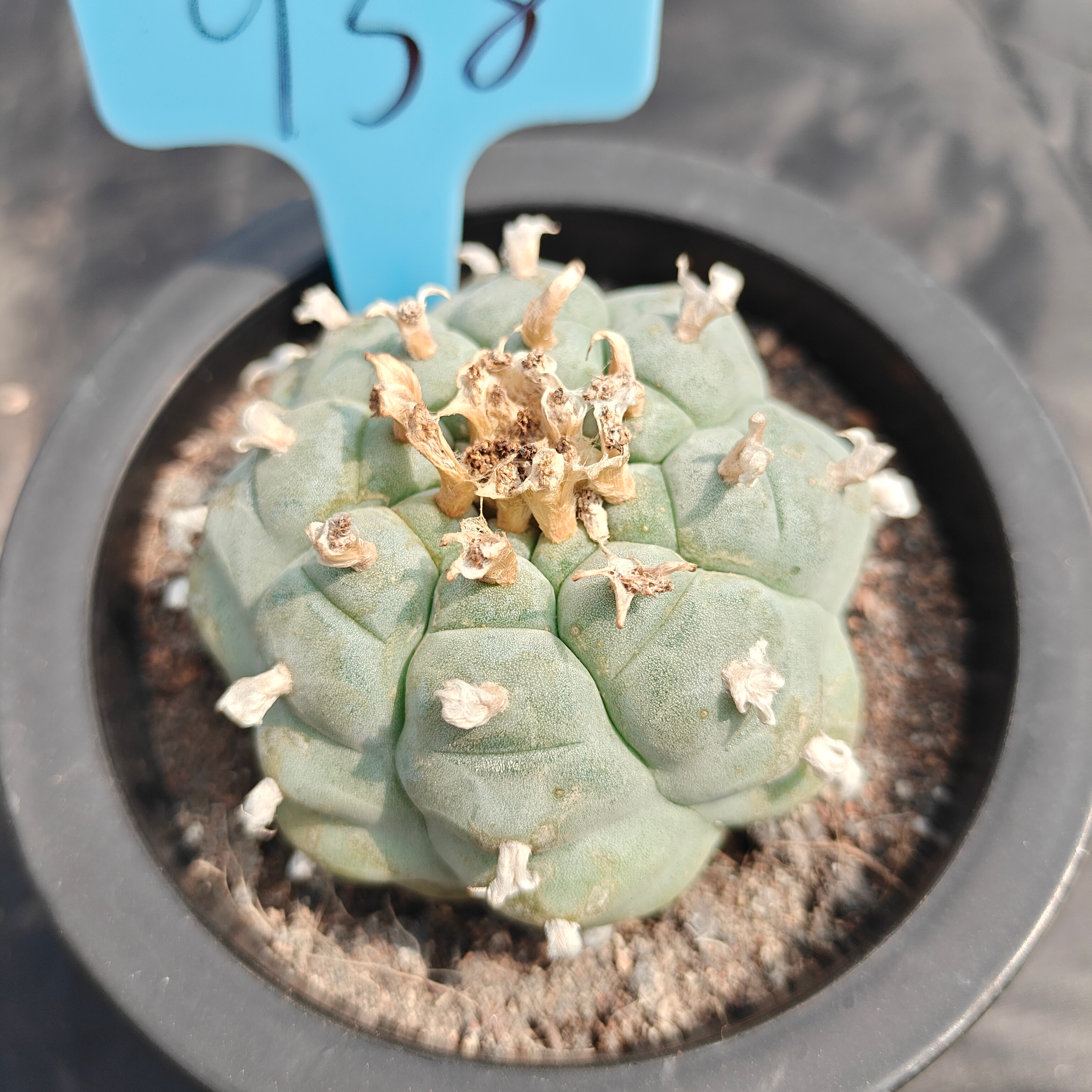 6cm（WYSIWYG）Lophophora williamsii spirochete（Japanese white）6-8 years old Number 938