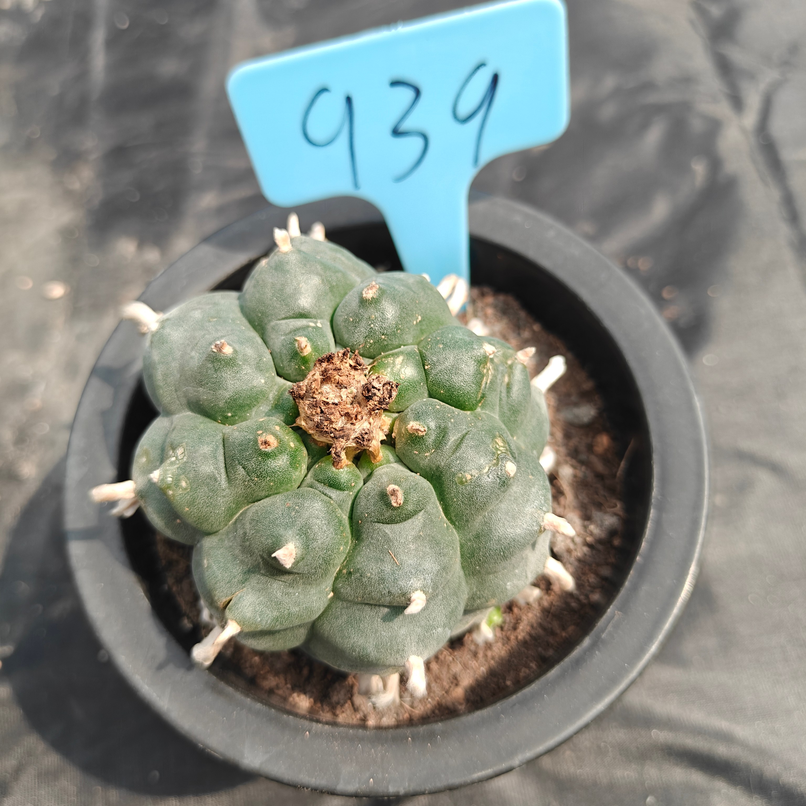 6cm（WYSIWYG）Lophophora williamsii spirochete（Japanese white）6-8 years old Number 939