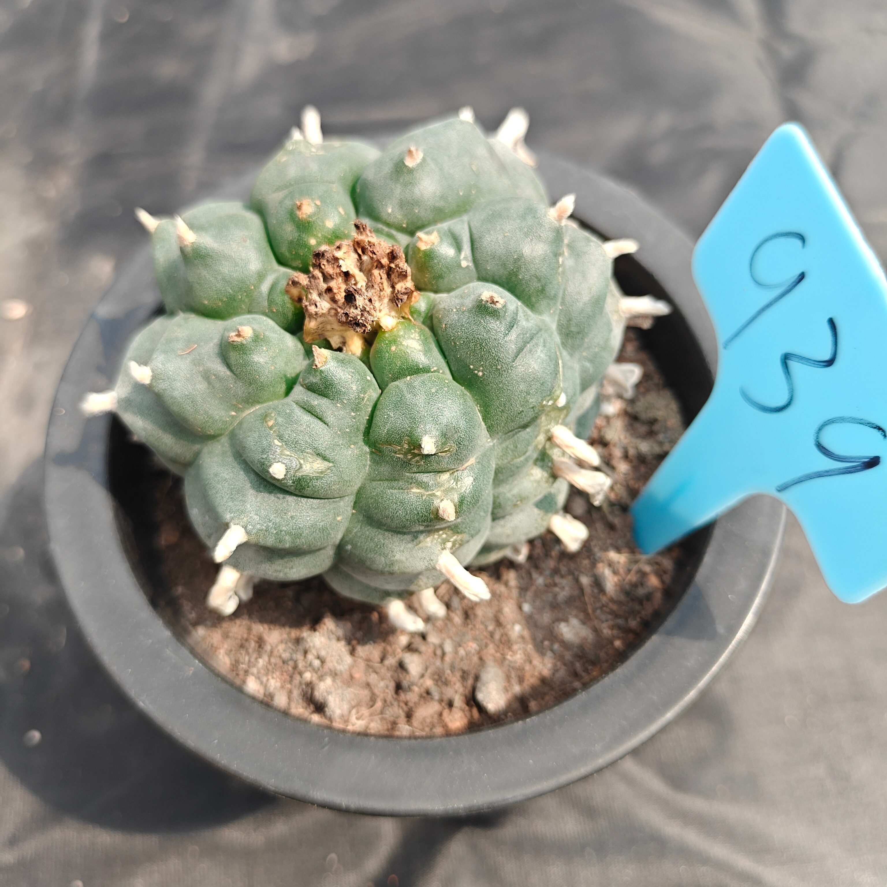 6cm（WYSIWYG）Lophophora williamsii spirochete（Japanese white）6-8 years old Number 939