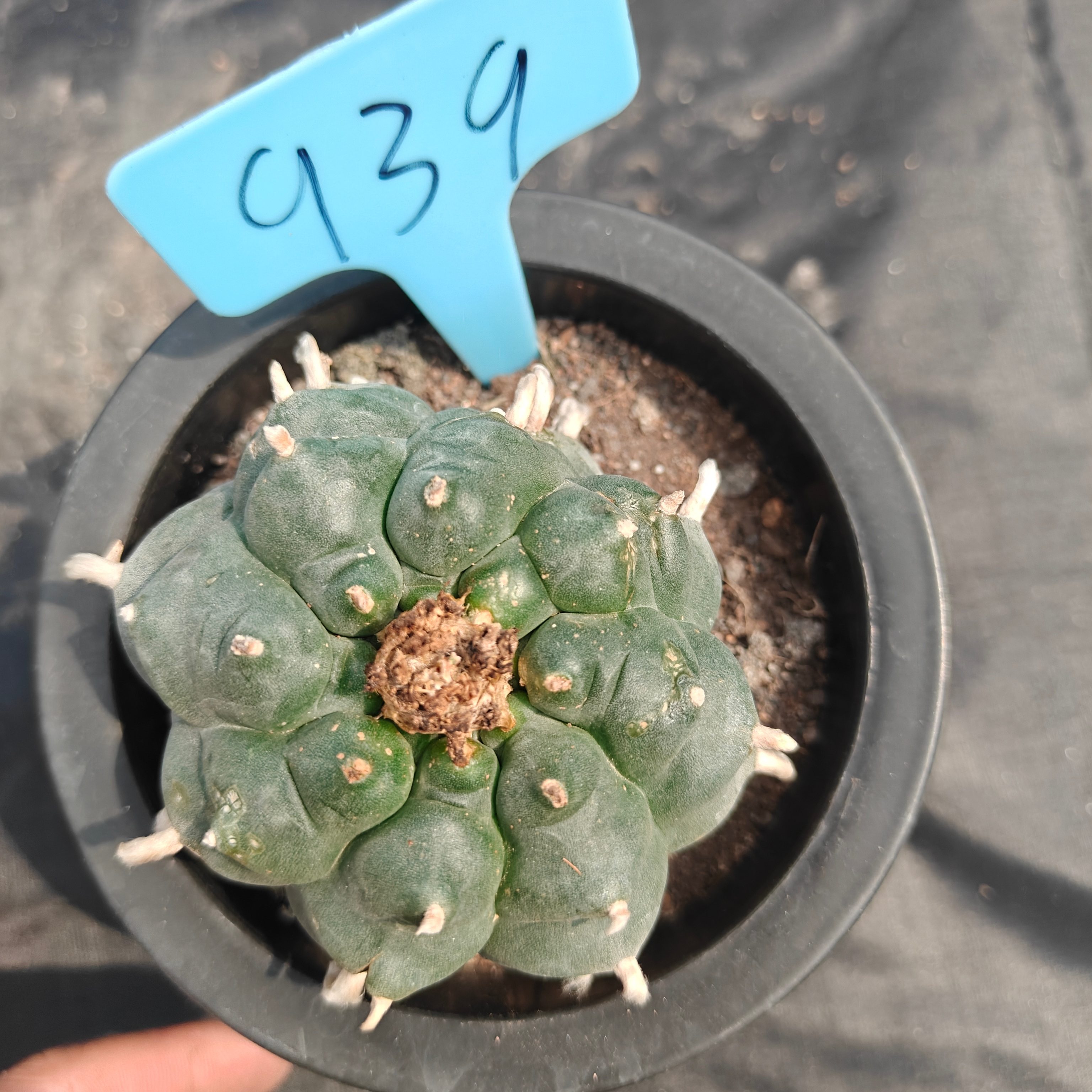 6cm（WYSIWYG）Lophophora williamsii spirochete（Japanese white）6-8 years old Number 939