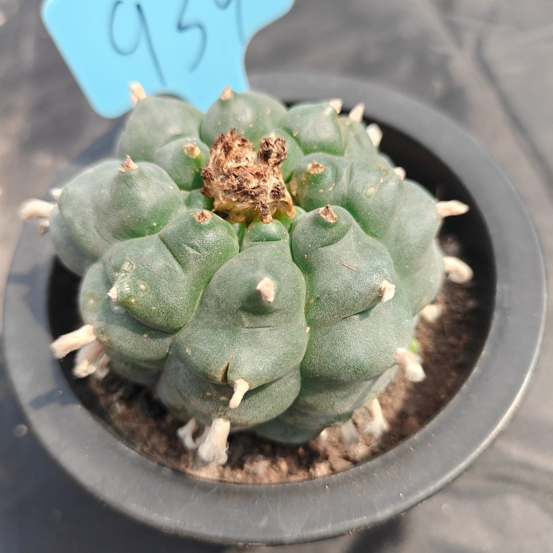 6cm（WYSIWYG）Lophophora williamsii spirochete（Japanese white）6-8 years old Number 939