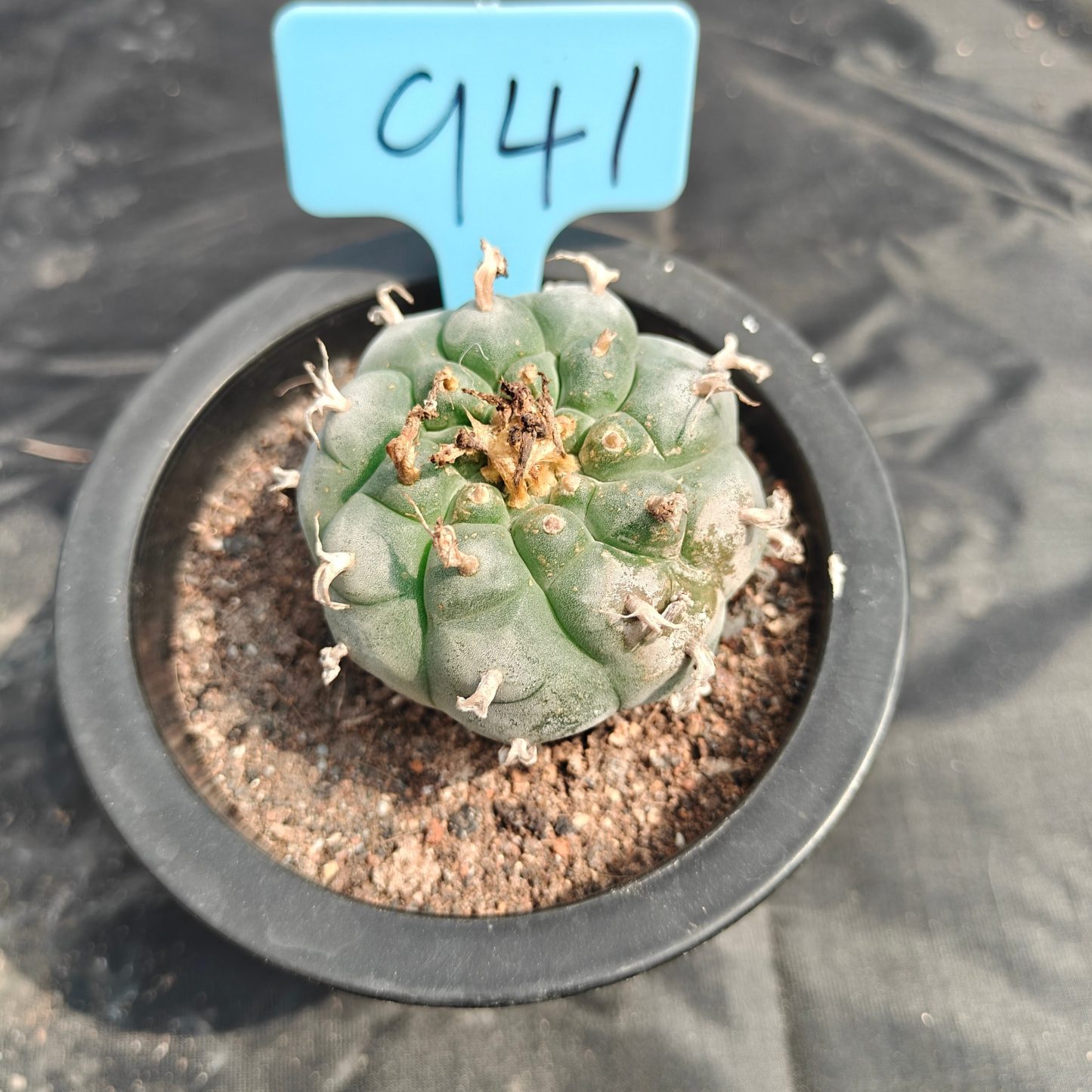 5cm（WYSIWYG）Lophophora williamsii spirochete（Japanese white）6-8 years old Number 941