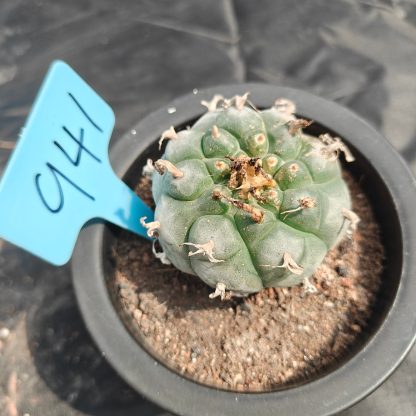 5cm（WYSIWYG）Lophophora williamsii spirochete（Japanese white）6-8 years old Number 941