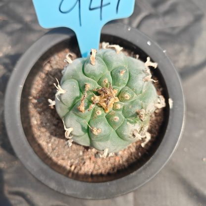 5cm（WYSIWYG）Lophophora williamsii spirochete（Japanese white）6-8 years old Number 941