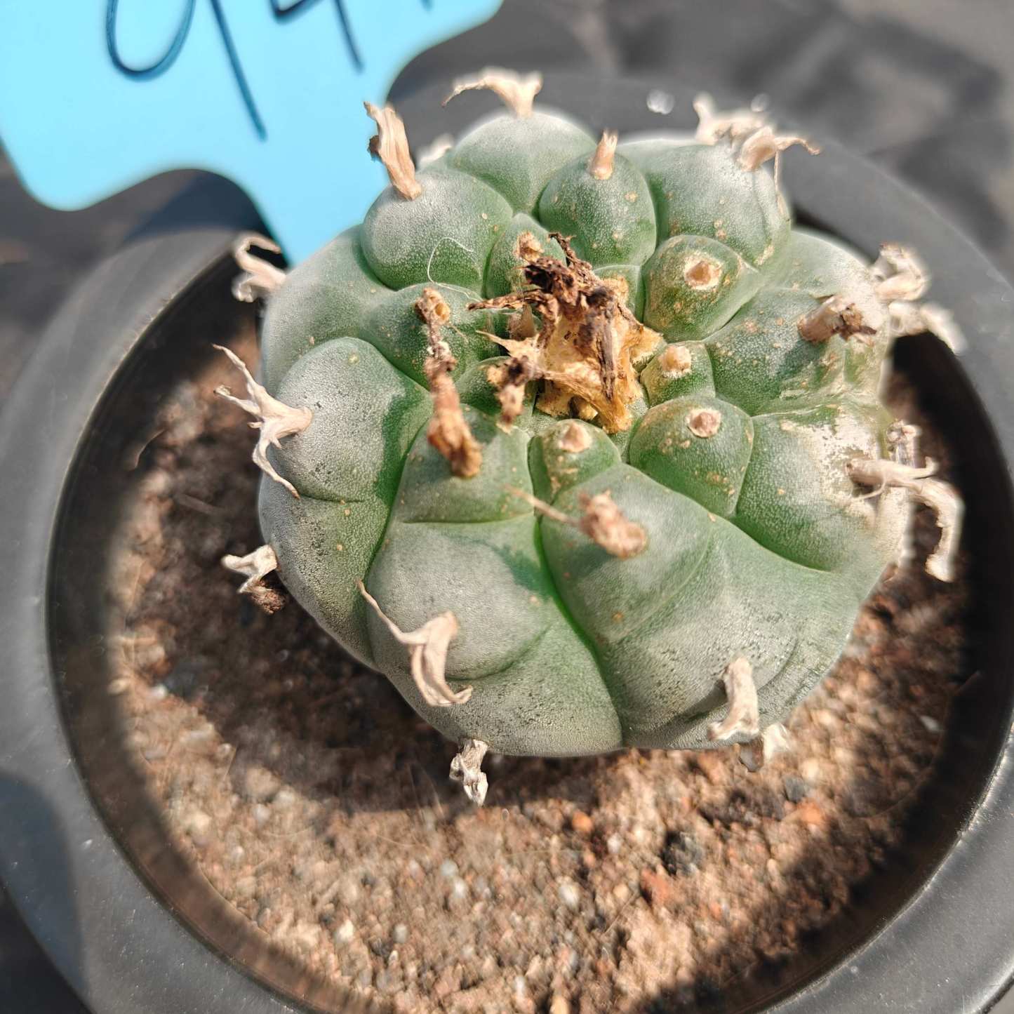 5cm（WYSIWYG）Lophophora williamsii spirochete（Japanese white）6-8 years old Number 941