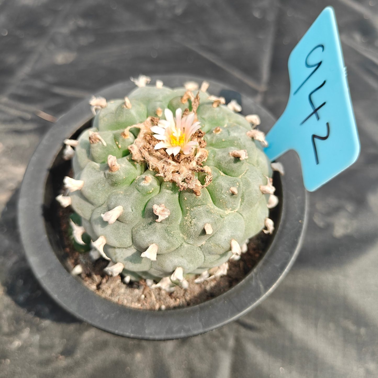 8cm（WYSIWYG）Lophophora williamsii spirochete（Japanese white）6-8 years old Number 942