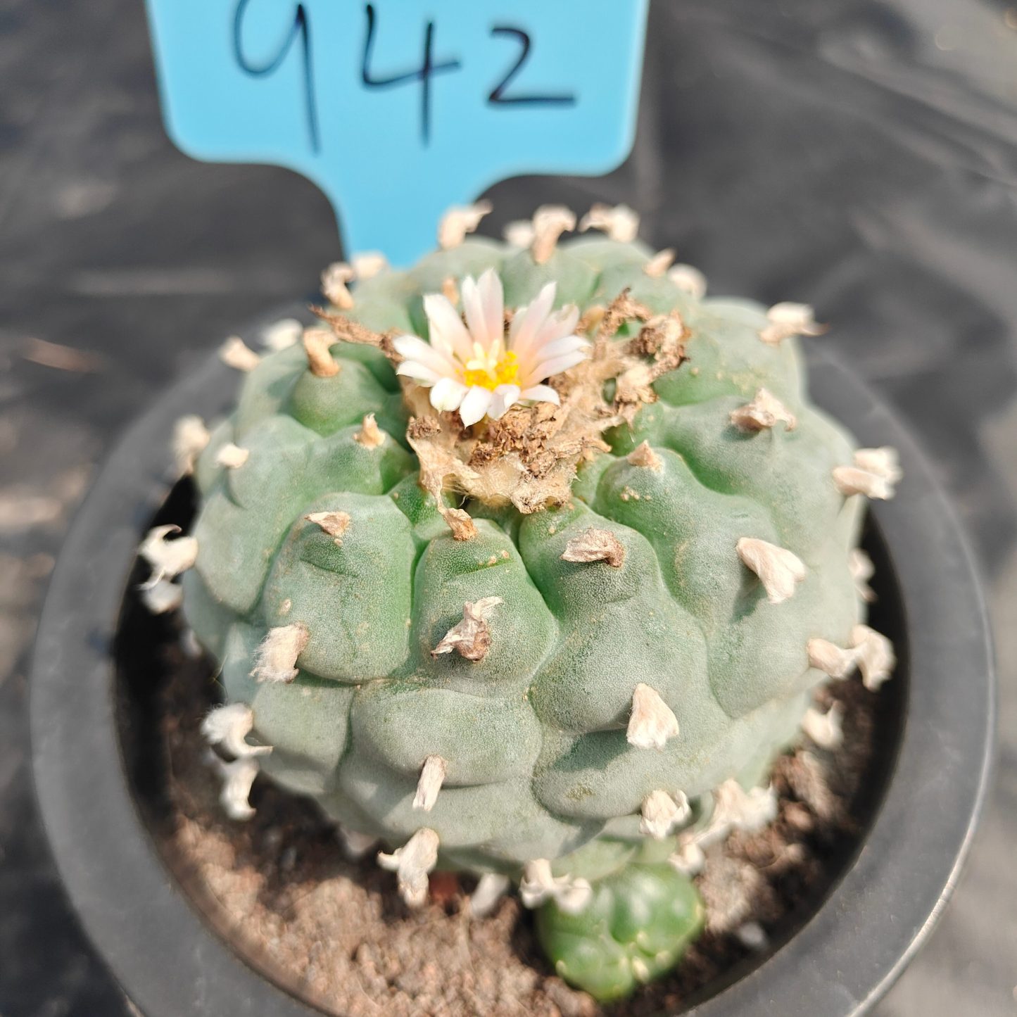 8cm（WYSIWYG）Lophophora williamsii spirochete（Japanese white）6-8 years old Number 942