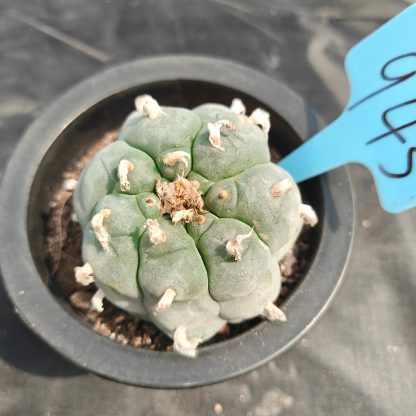 6cm（WYSIWYG）Lophophora williamsii spirochete（Japanese white）6-8 years old Number 943