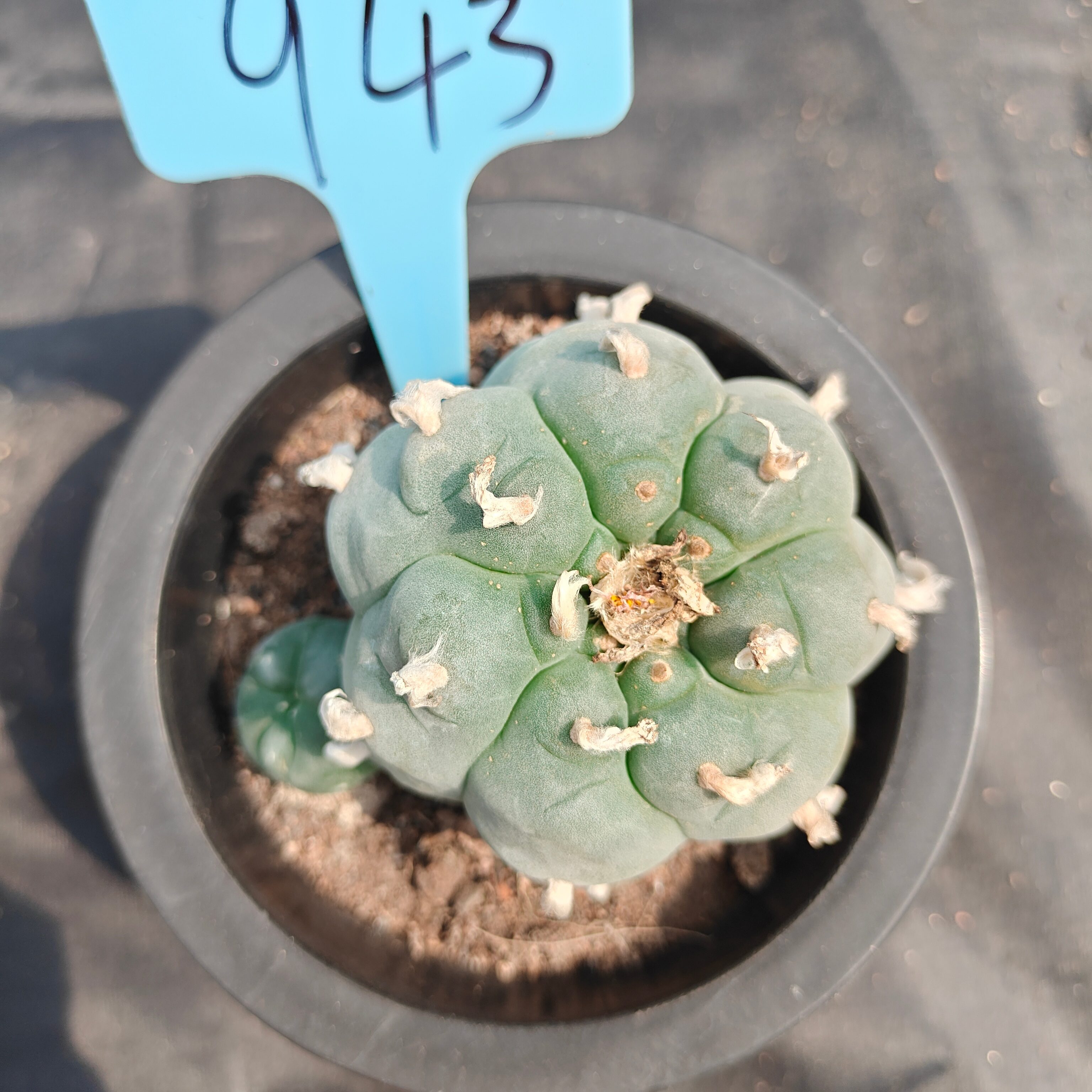 6cm（WYSIWYG）Lophophora williamsii spirochete（Japanese white）6-8 years old Number 943