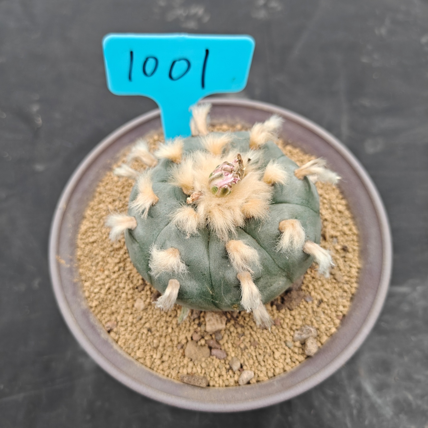 7.5cm（WYSIWYG）Lophophora williamsii spirochete（Hairy Monster）6-8 years old Number 943
