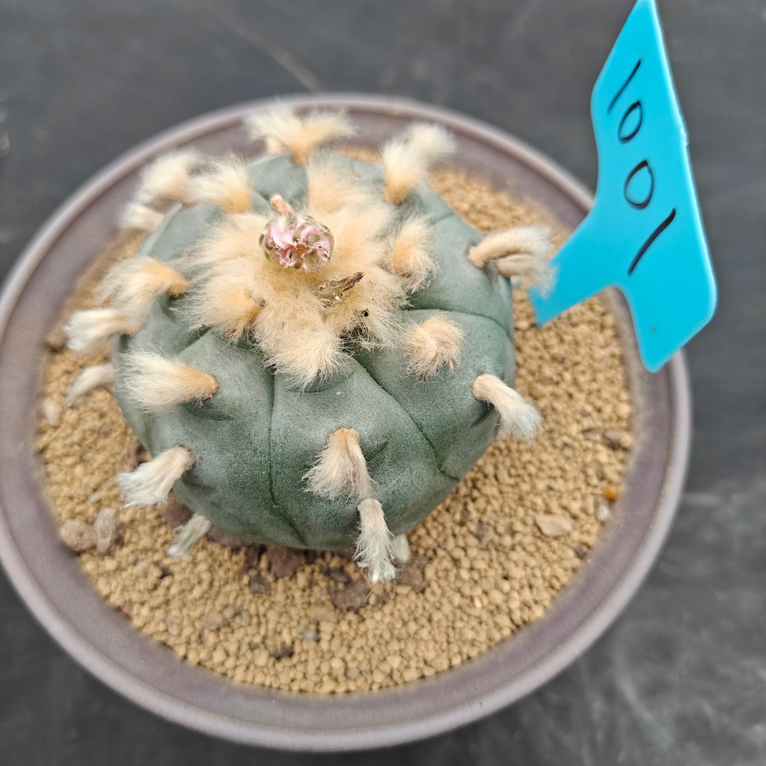 7.5cm（WYSIWYG）Lophophora williamsii spirochete（Hairy Monster）6-8 years old Number 943