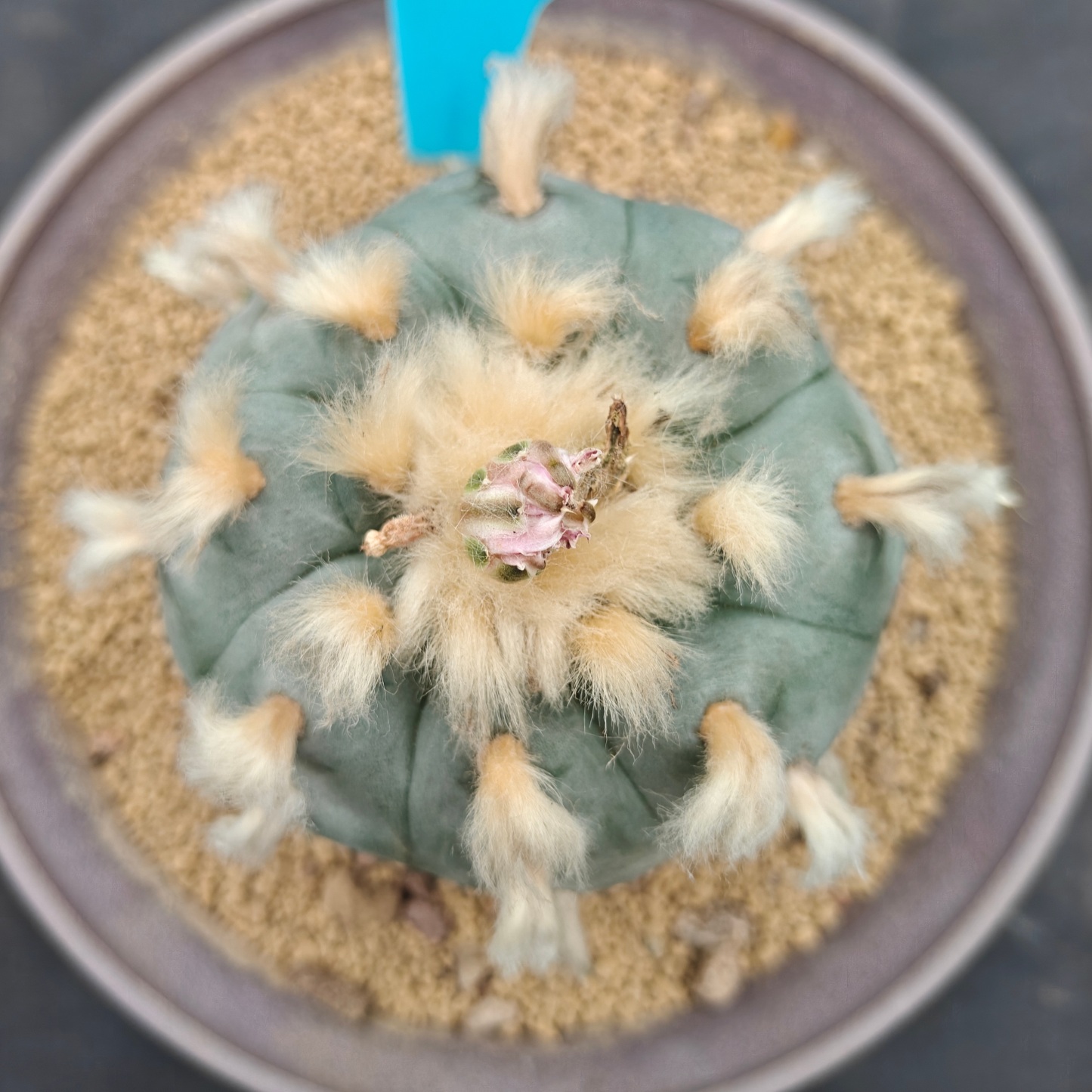 7.5cm（WYSIWYG）Lophophora williamsii spirochete（Hairy Monster）6-8 years old Number 943
