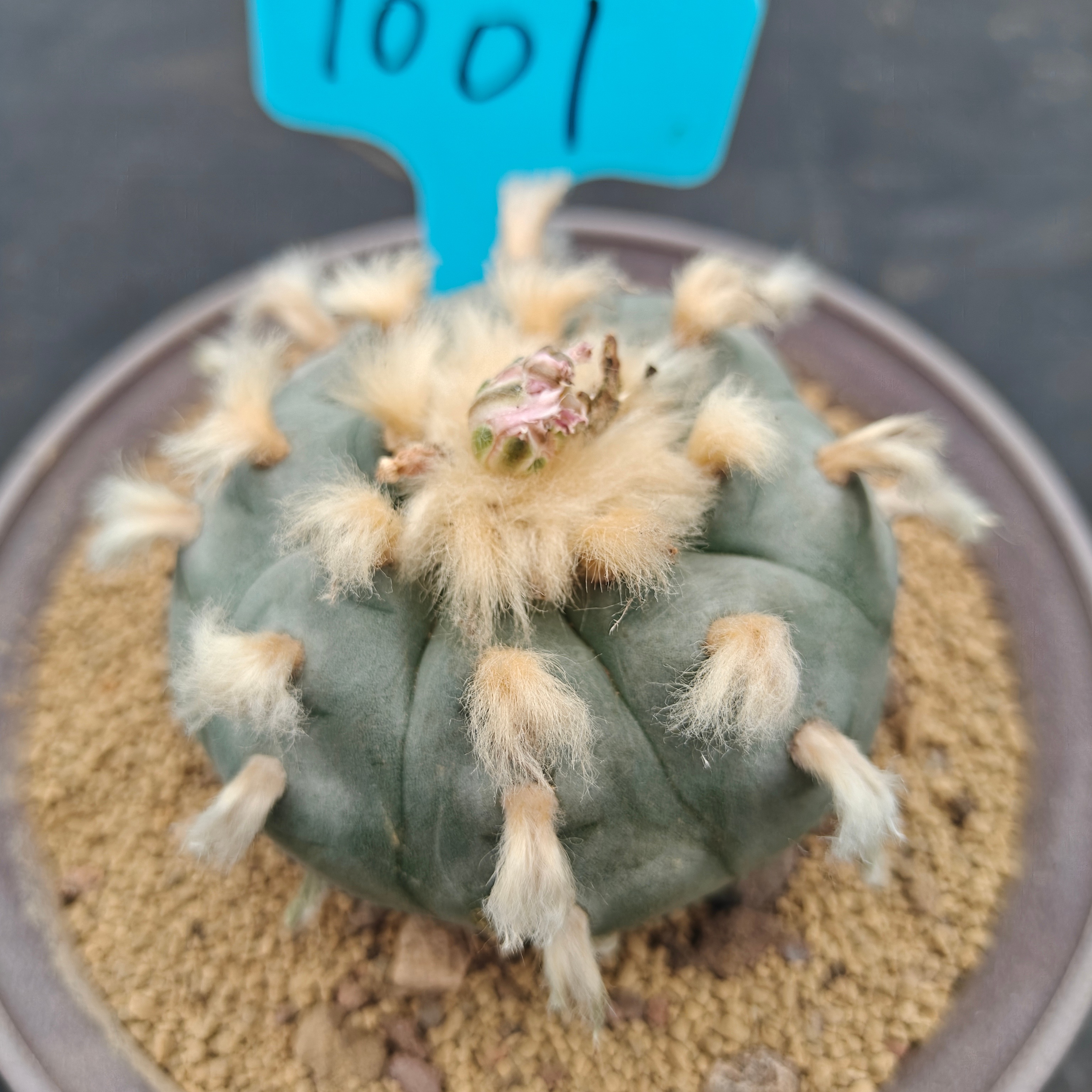 7.5cm（WYSIWYG）Lophophora williamsii spirochete（Hairy Monster）6-8 years old Number 943
