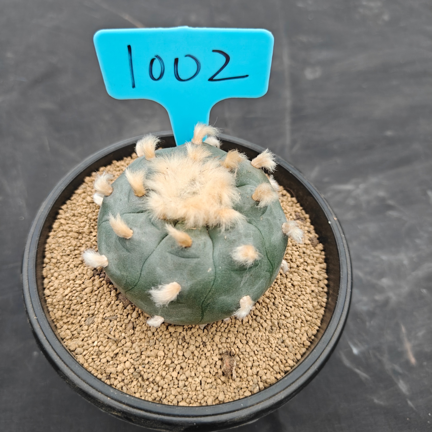 7.5cm（WYSIWYG）Lophophora williamsii spirochete（Hairy Monster）6-8 years old Number 1002