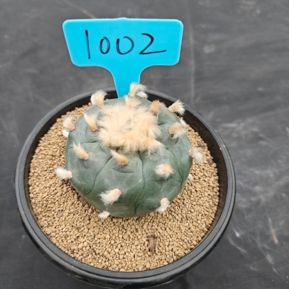 7.5cm（WYSIWYG）Lophophora williamsii spirochete（Hairy Monster）6-8 years old Number 1002